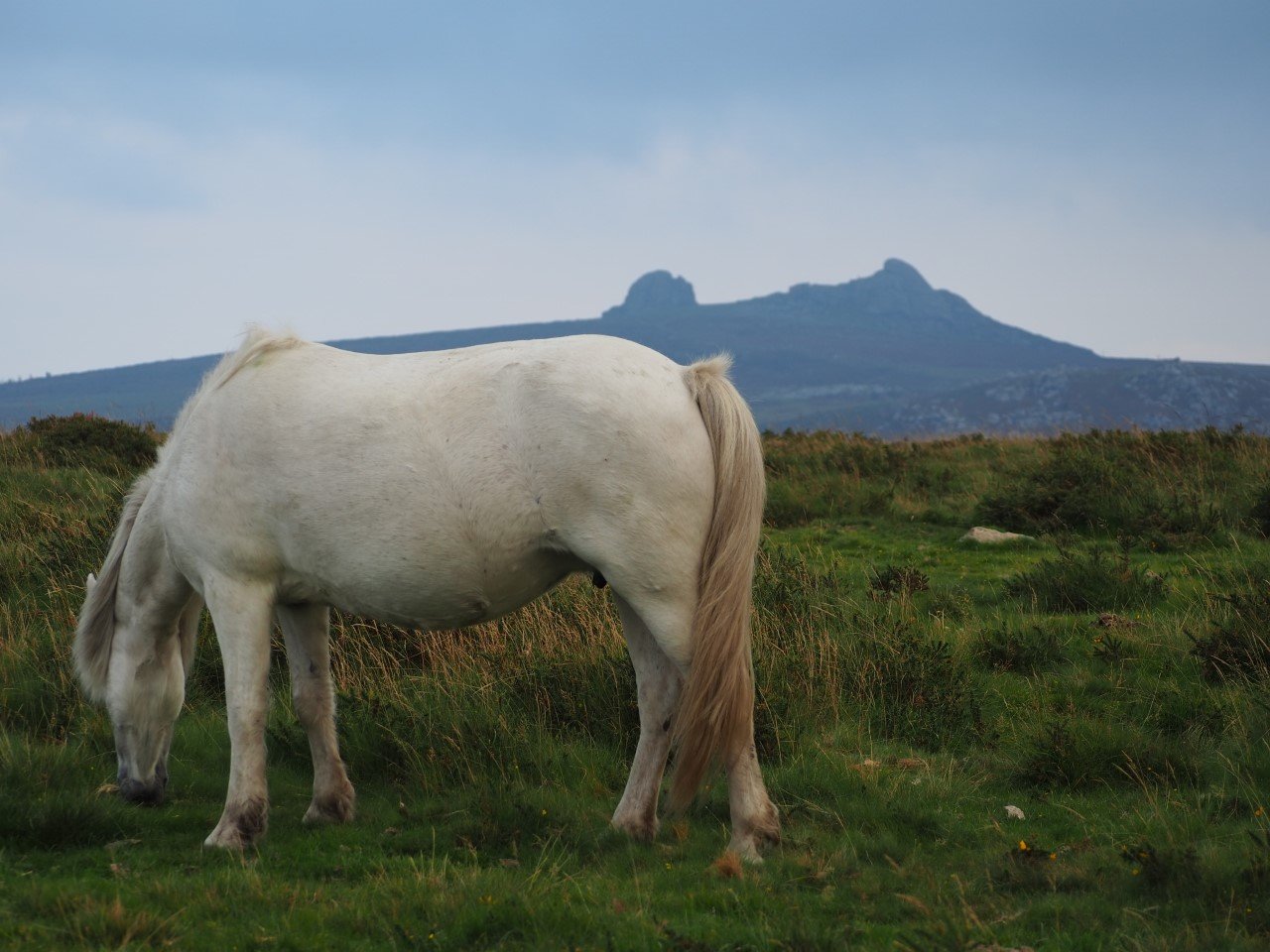dartmoor pony.jpg