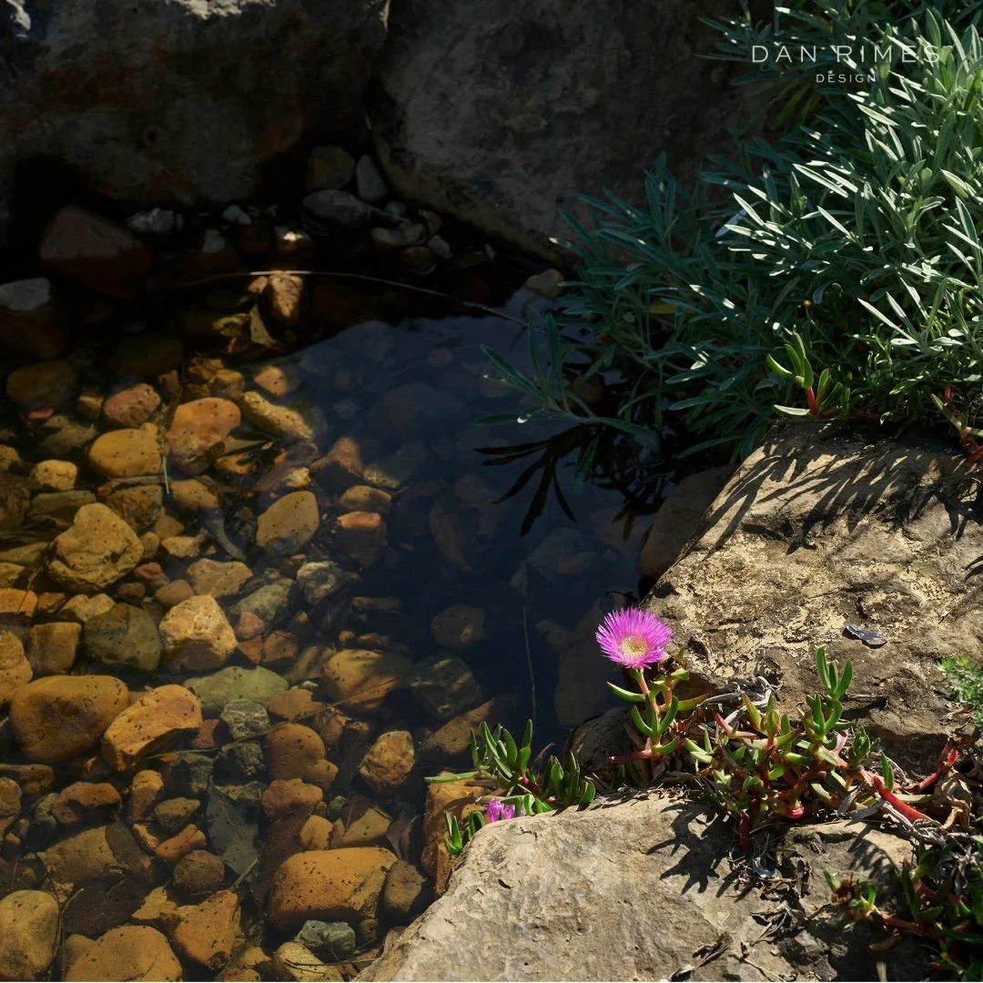 A Carpobrotus Glaucescens flower quietly pops against the ochres and browns of natural sandstone.

#gardensForLiving #CoastalHaven #TheTailoredGardener #LuxuryGardens #AustralianGardenDesign #GardenSanctuary #BespokeLandscapes #EarthyLuxury #Immersiv
