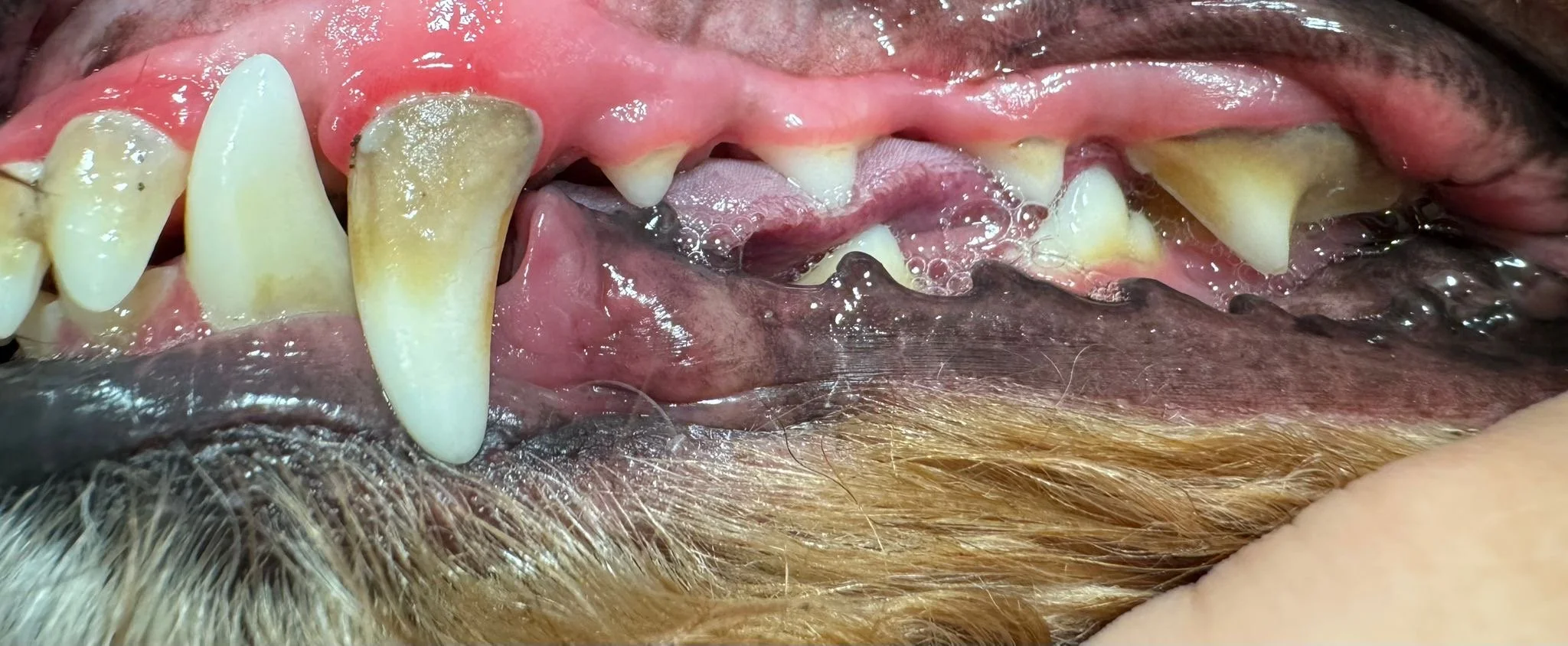 Close-up of a dog's mouth showing yellowed, tartar-covered teeth, inflamed gums, and signs of dental disease.