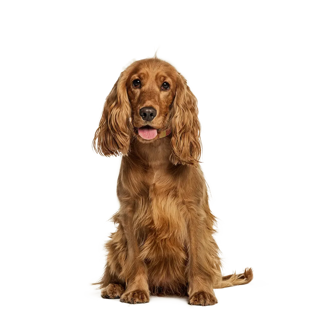 An adorable brown Cocker Spaniel puppy sitting against a plain white background.