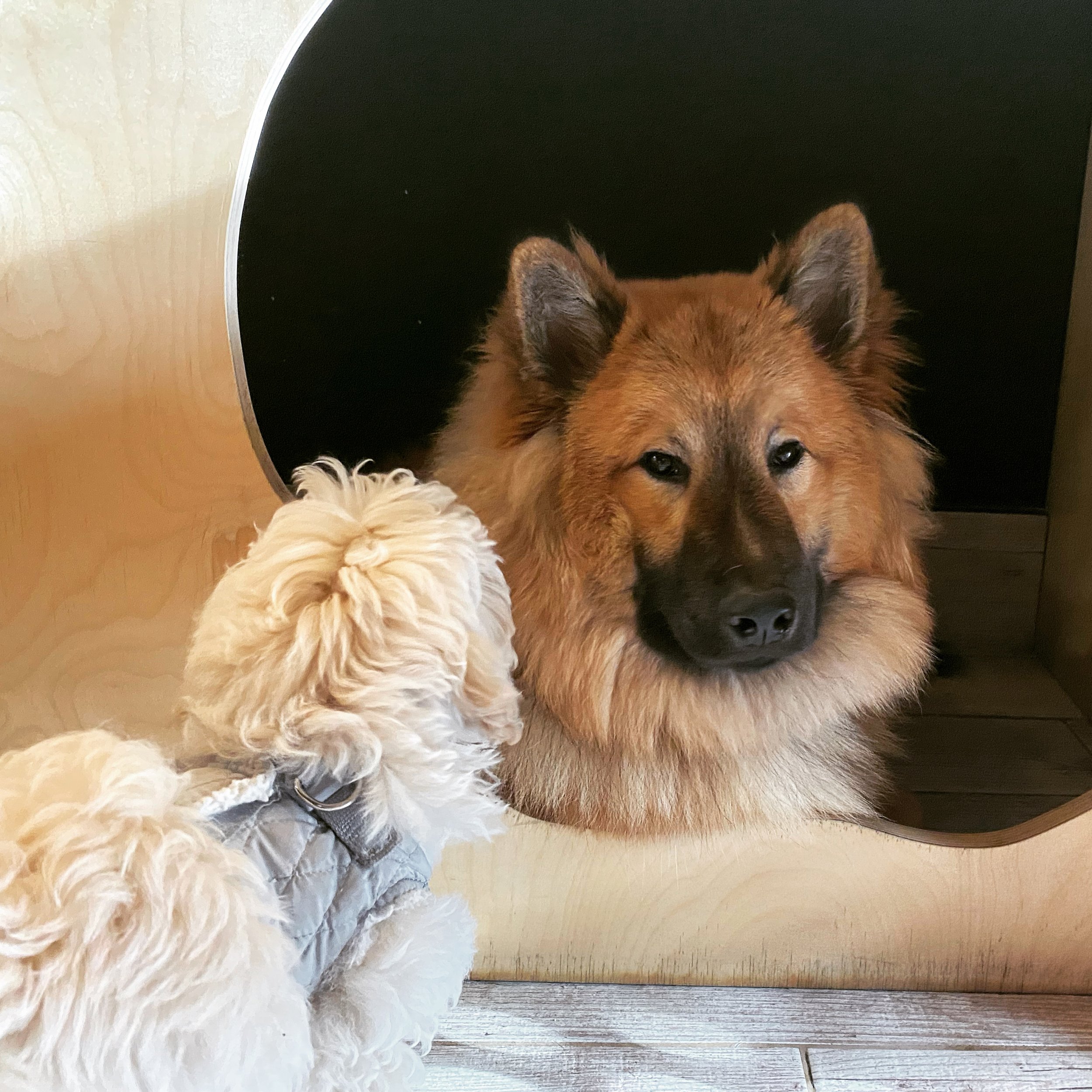 Close-up of a dog with brown fur and erect ears, partially visible, with a fluffy white dog in the foreground and a wooden surface in the background.