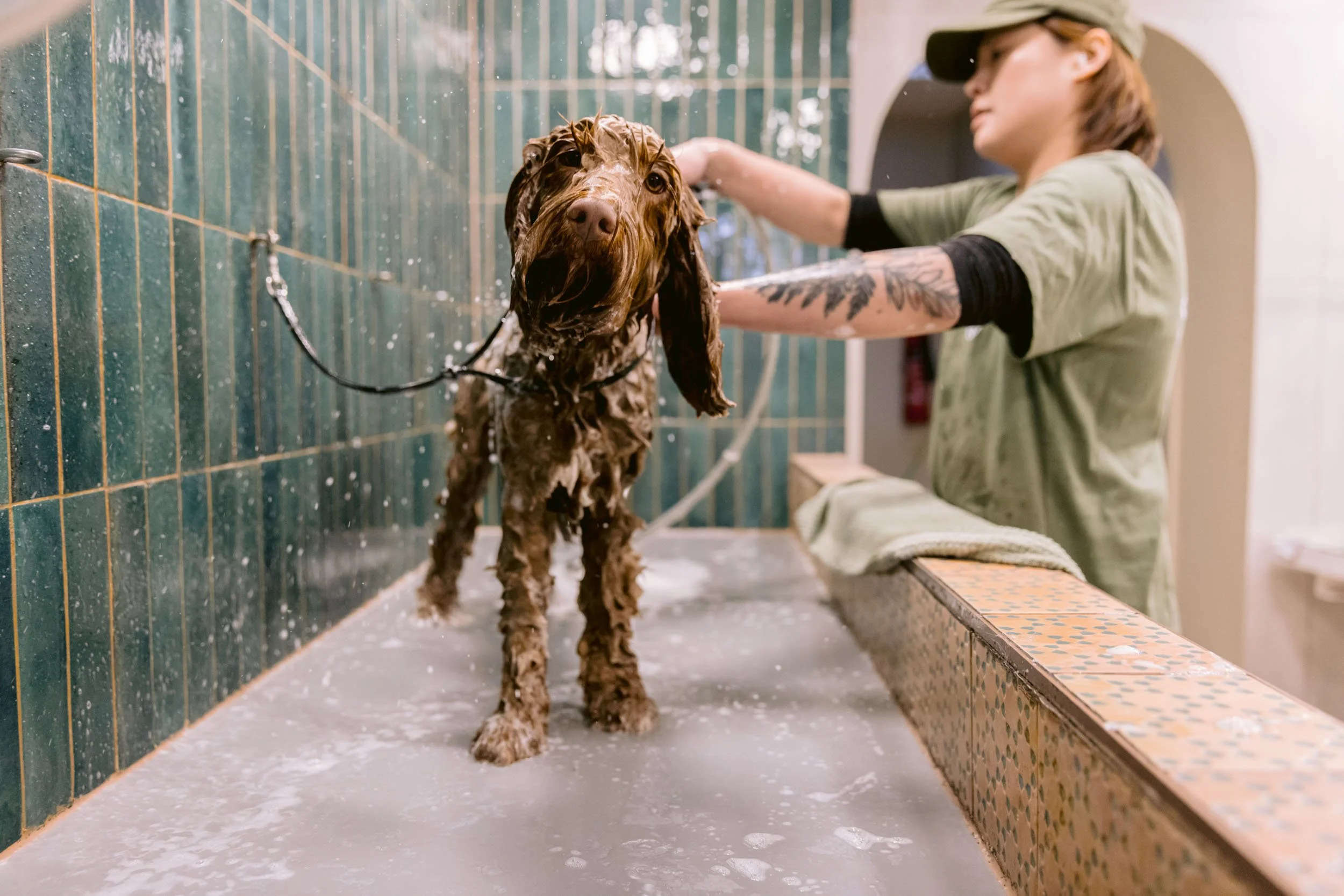 A person giving a bath to a wet dog in a grooming area or pet wash station with green tiled walls.
