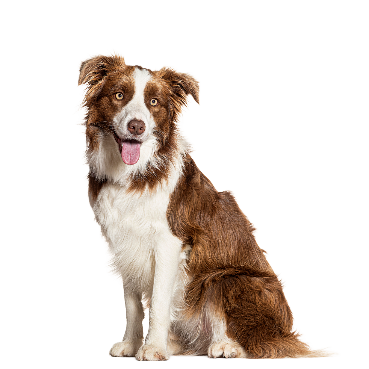 Cute black, gray, and white fluffy dog sitting on a white background.