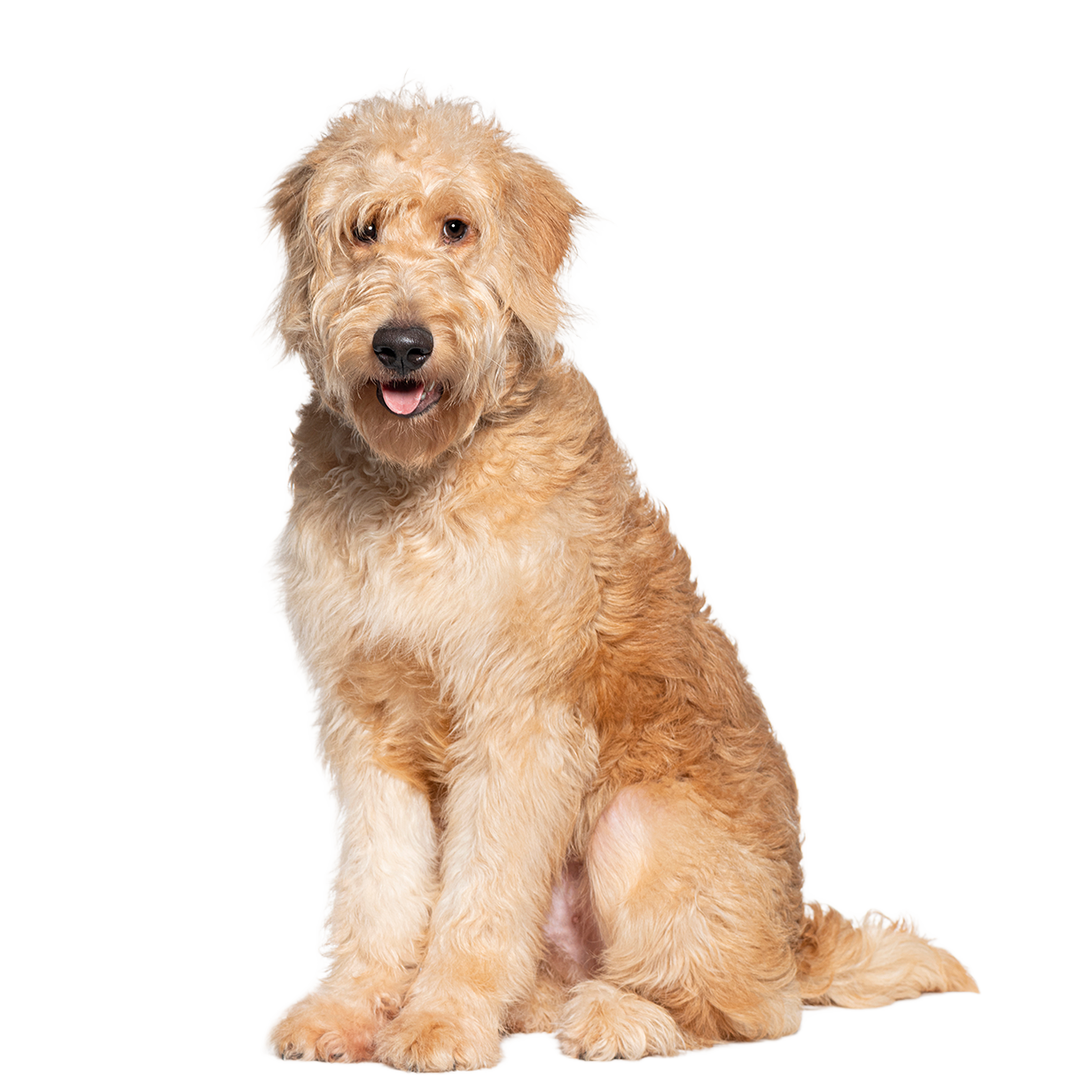 A fluffy, light-colored dog sitting against a white background, looking upwards with its mouth slightly open.