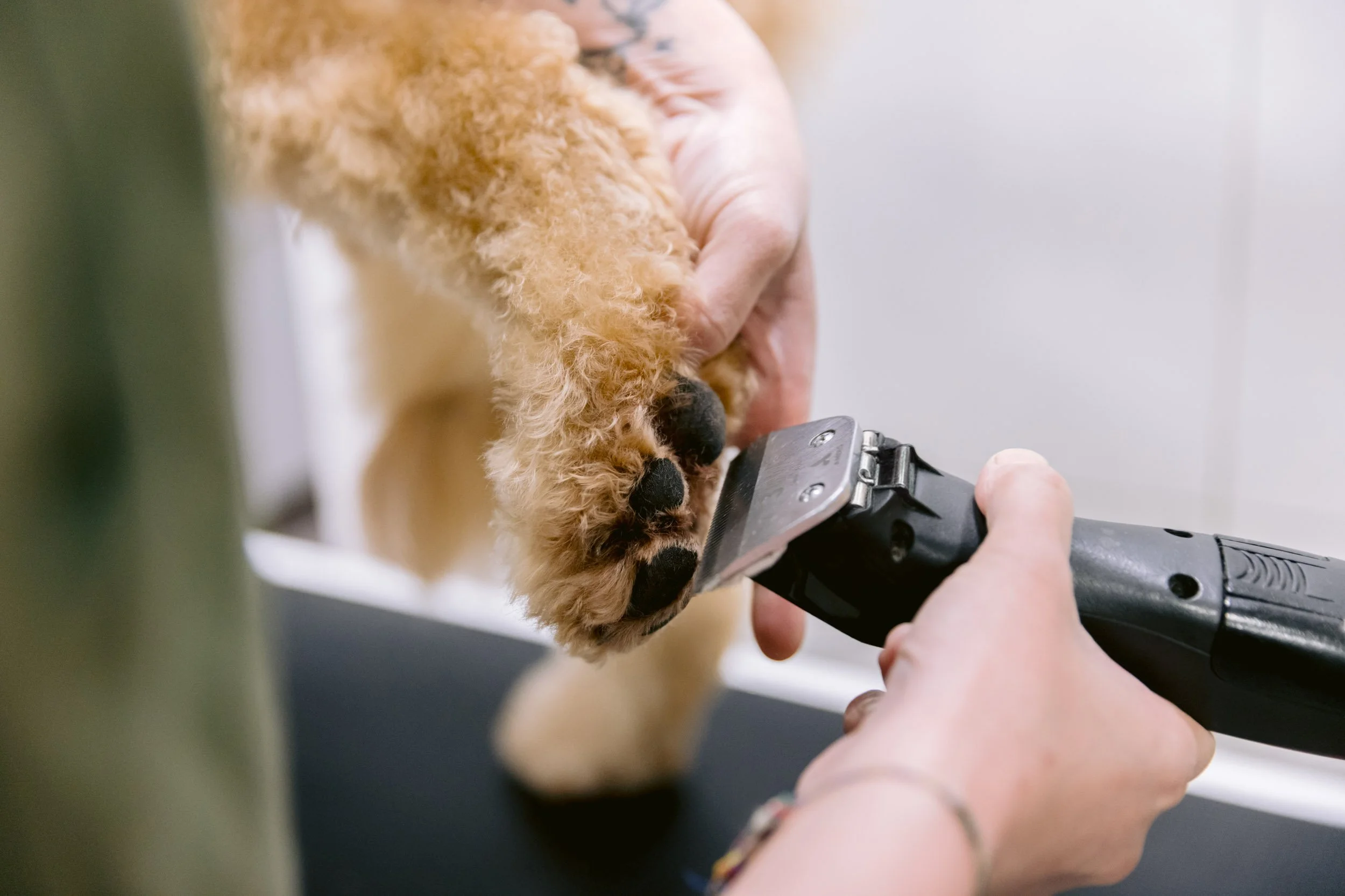 A person holding a small fluffy dog as another person trims its nails with electric clippers.