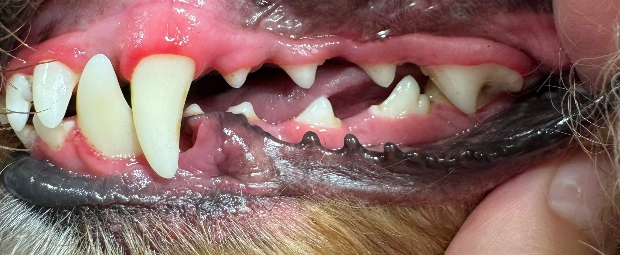 Close-up of a dog's mouth showing a mix of missing teeth, tartar buildup, inflamed gums, and black spots on the lower lip.