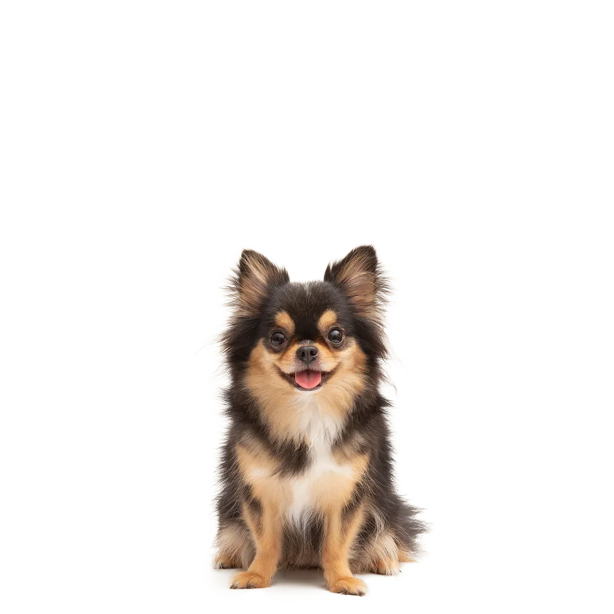 Small beige Chihuahua dog sitting against a white background.