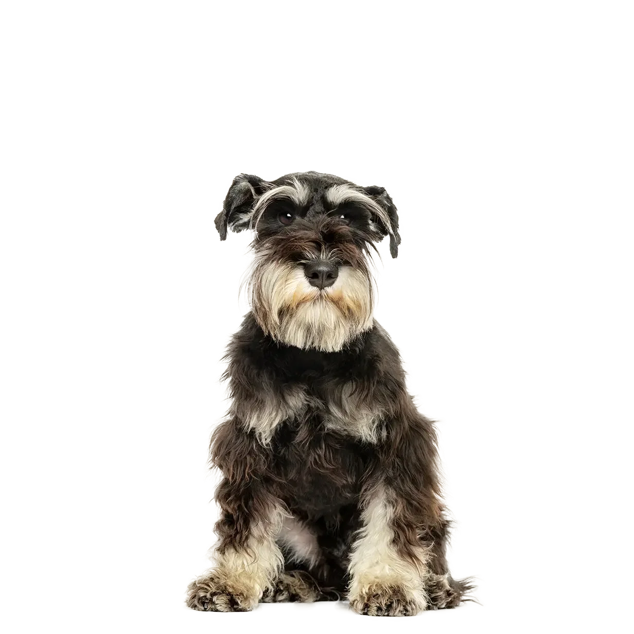 A small white fluffy dog with a slightly tilted head, sitting against a white background.