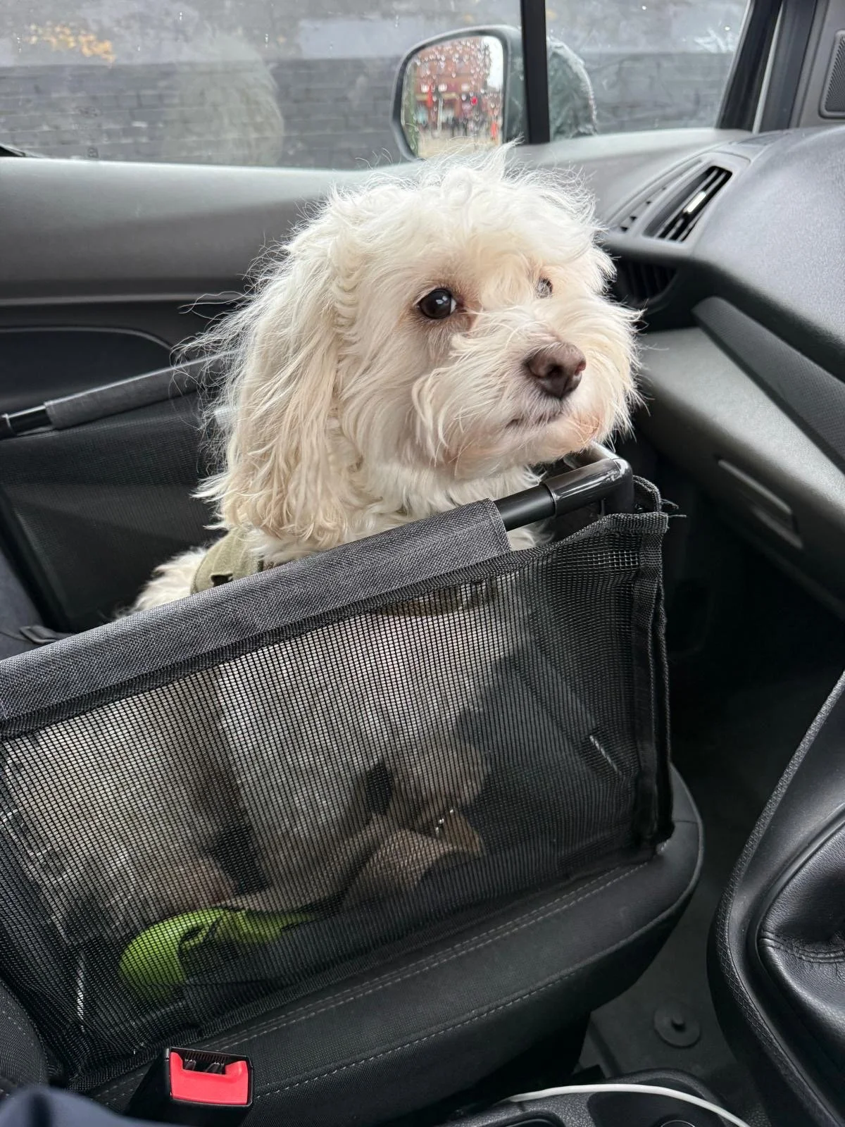 A small white dog with curly fur sitting in a car seat, looking out the window on a rainy day.