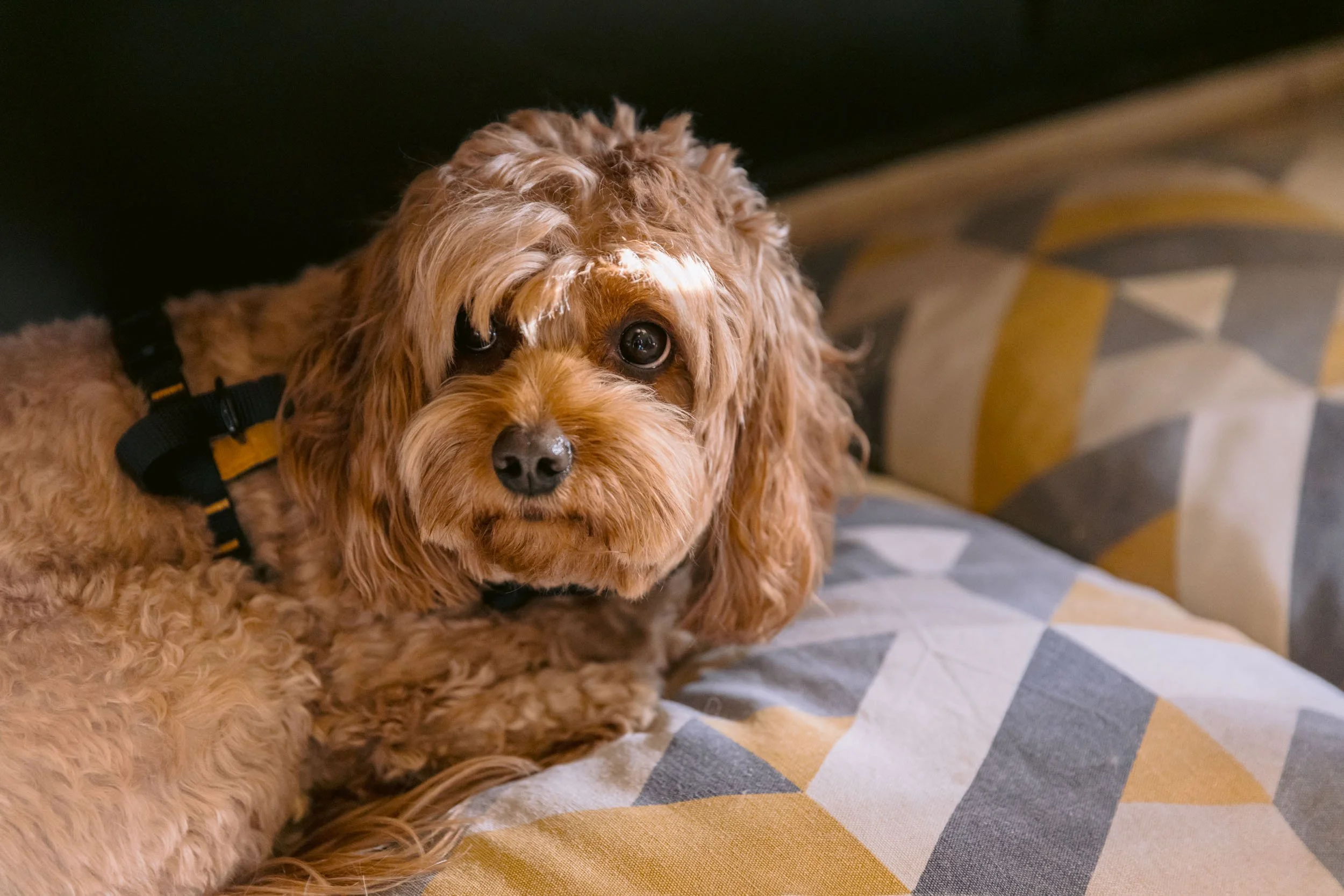 A brown curly-haired dog wearing a black harness, lying on a patterned pillow with yellow, gray, and white colors, looking at the camera.