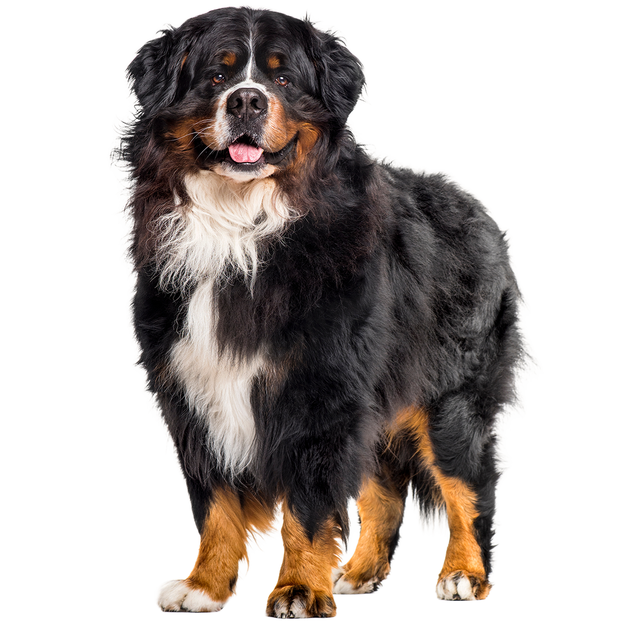 A black and white fluffy dog sitting and facing forward with tongue out