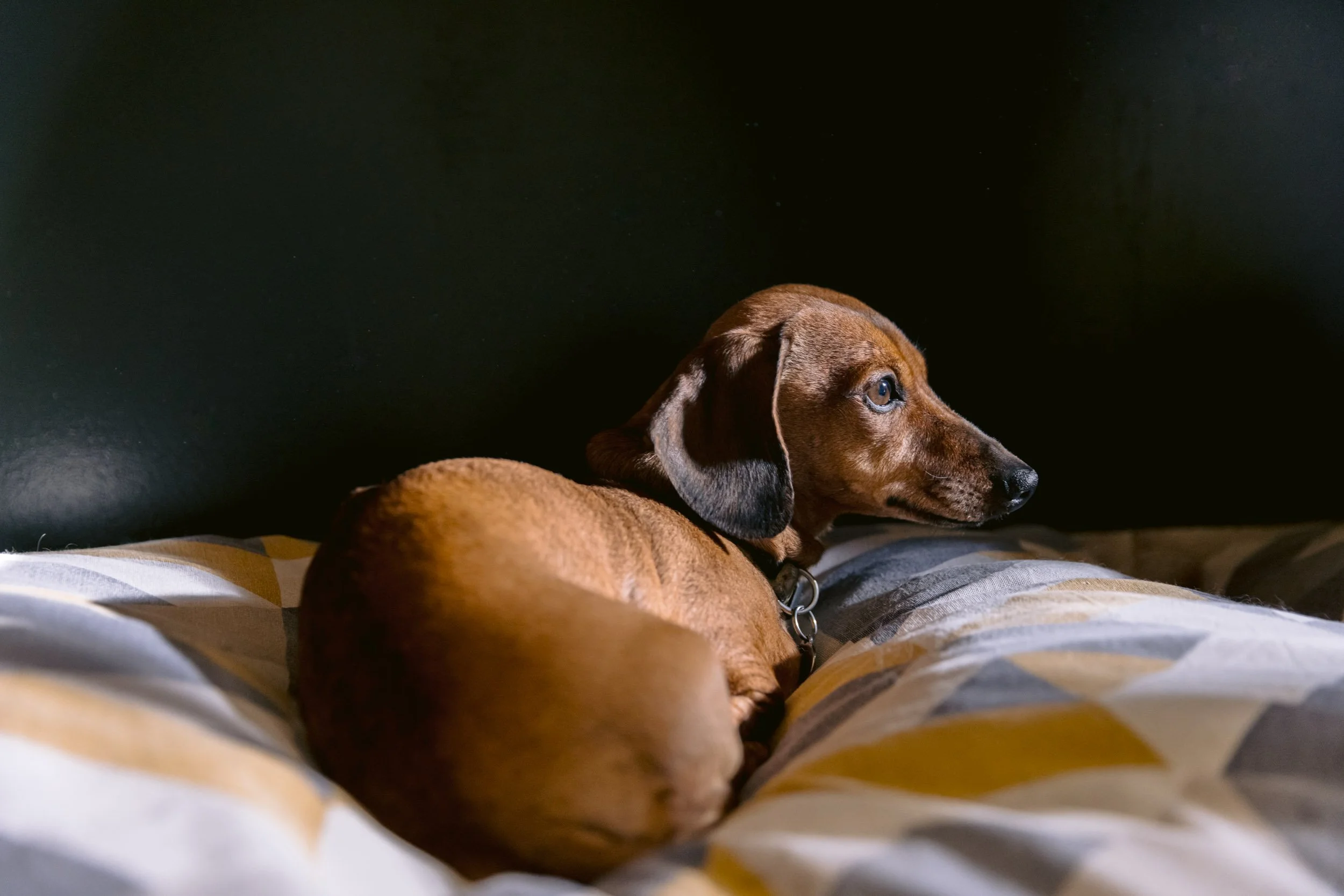 A brown dog with blue eyes resting on a bed with striped bedding against a black wall.