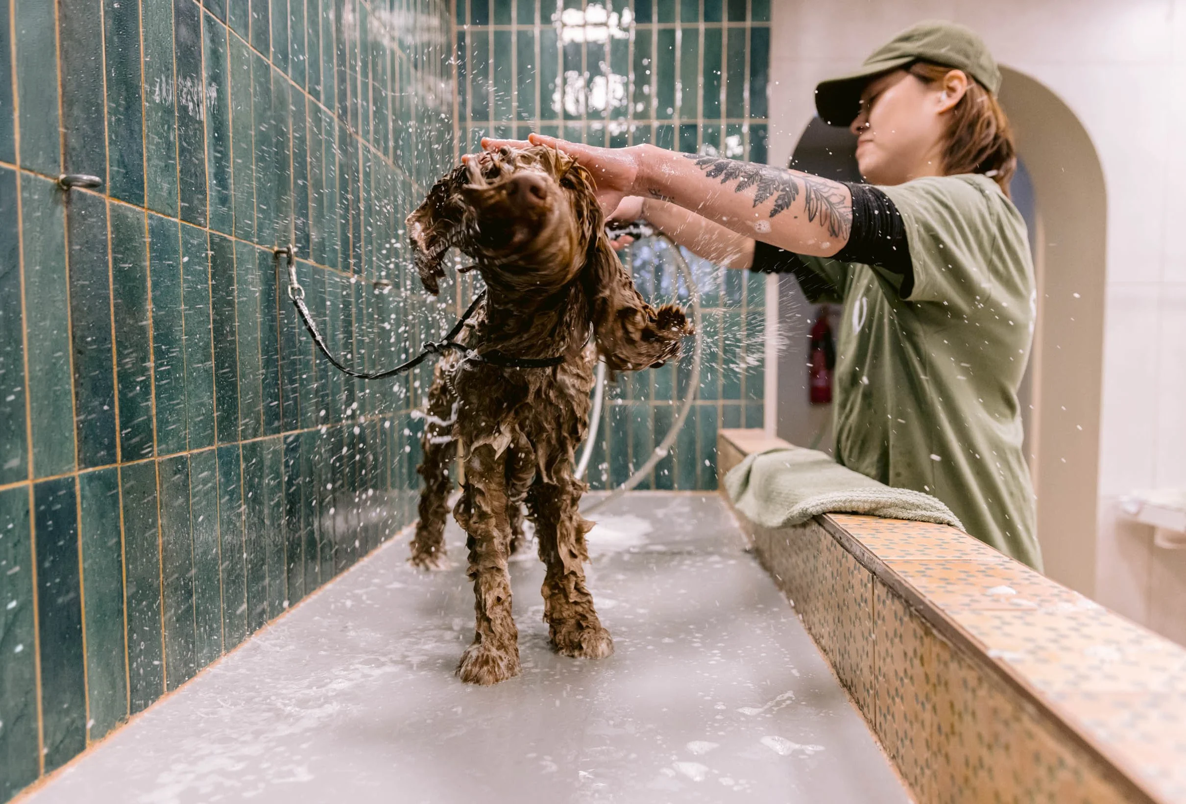 A person with tattoos and wearing a hat and sunglasses giving a bath to a wet dog in a tiled grooming area, with water splashing around.