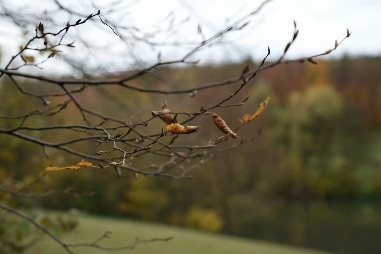 9-DSC08172 Groß.jpeg