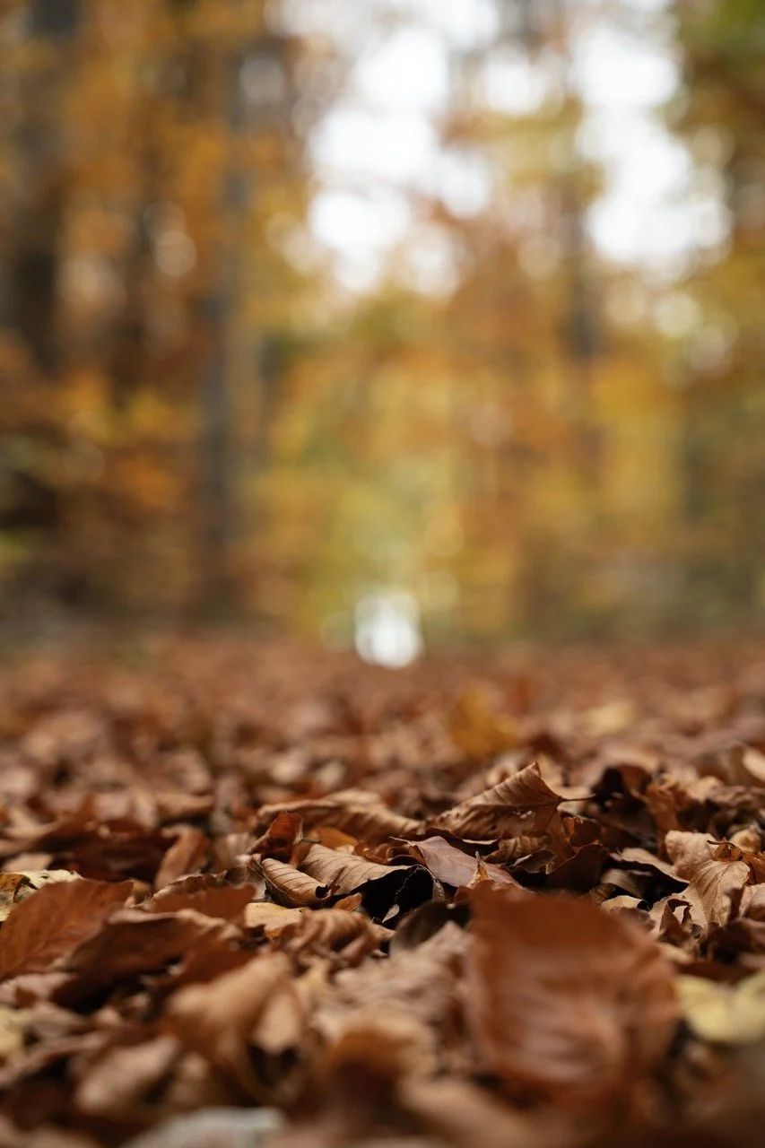 Hochschul- und Mantrenarbeit in Öschelbronn