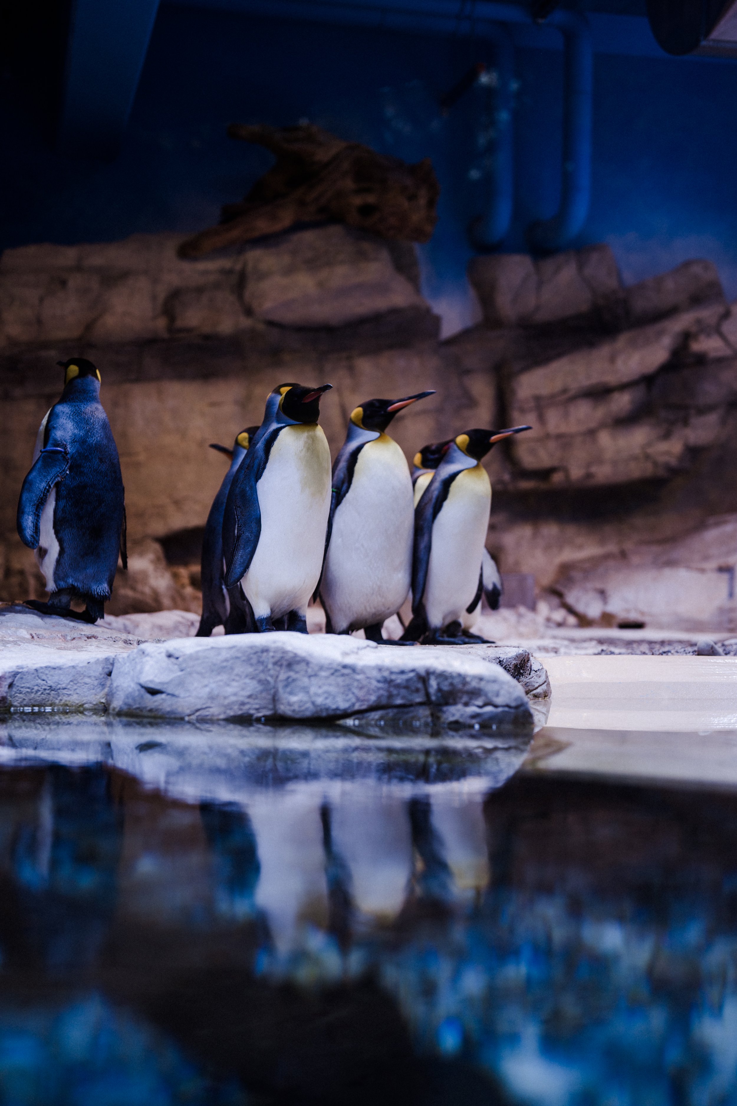 Kaiserpinguine stehen auf einem Felsen am Wasser in einem Zoo oder Aquarium.