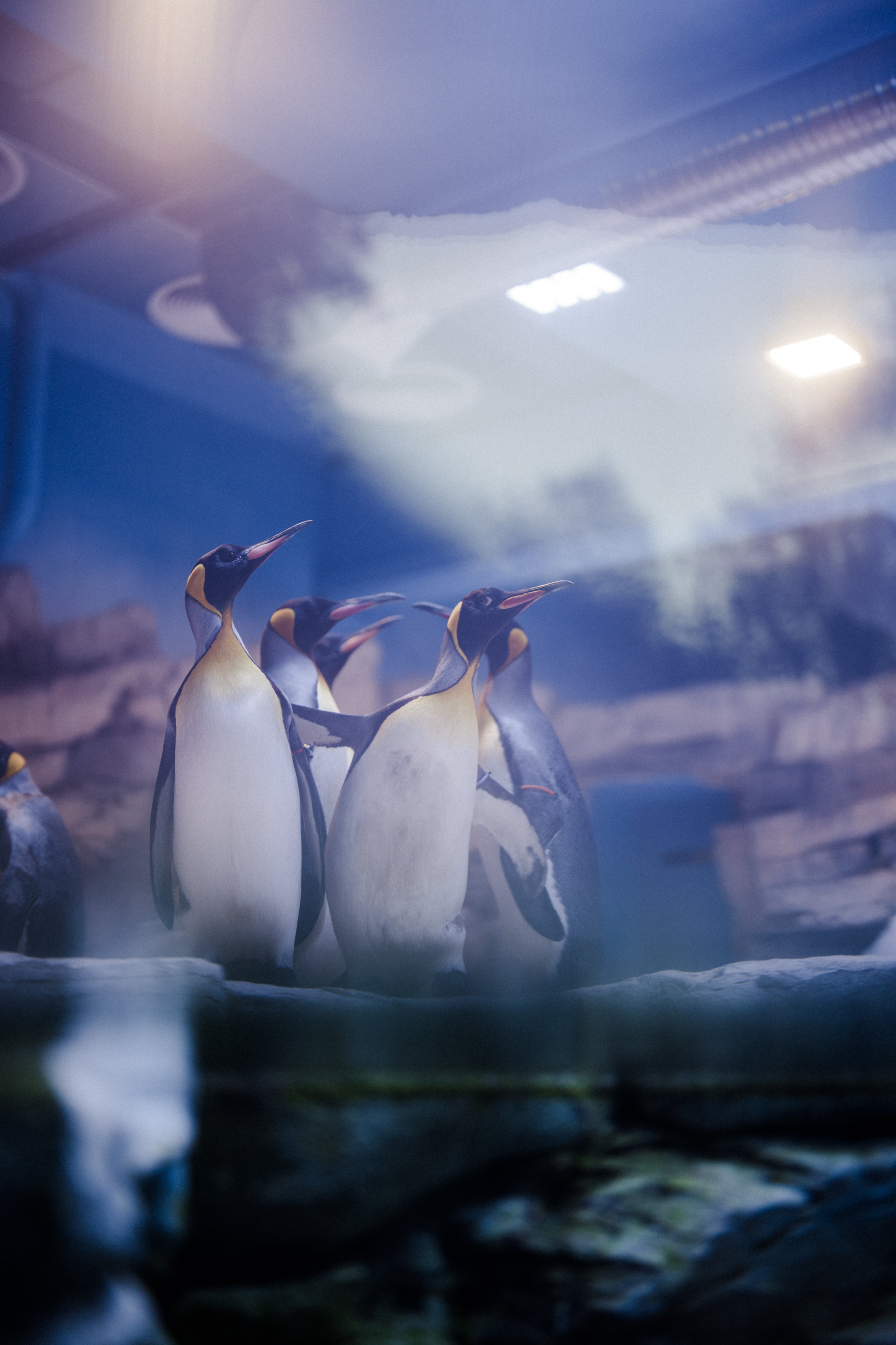 Eine Gruppe von Pinguinen steht auf einem Felsen, umgeben von Wasser und Felsenlandschaft im Hintergrund.