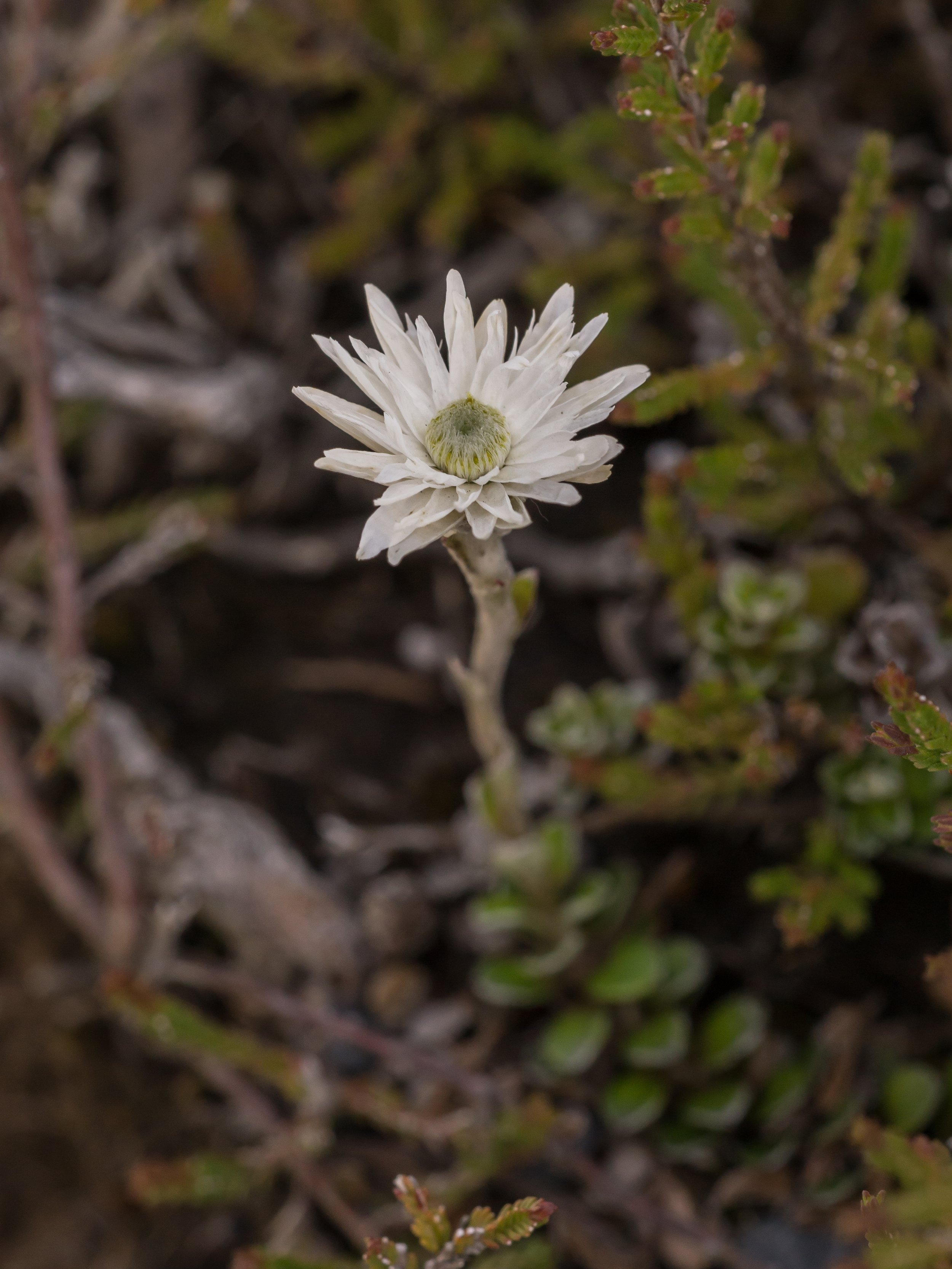 (Anaphalioides alpina, Asteraceae)
Tongariro, Manawatū-Whanganui, New Zealand
