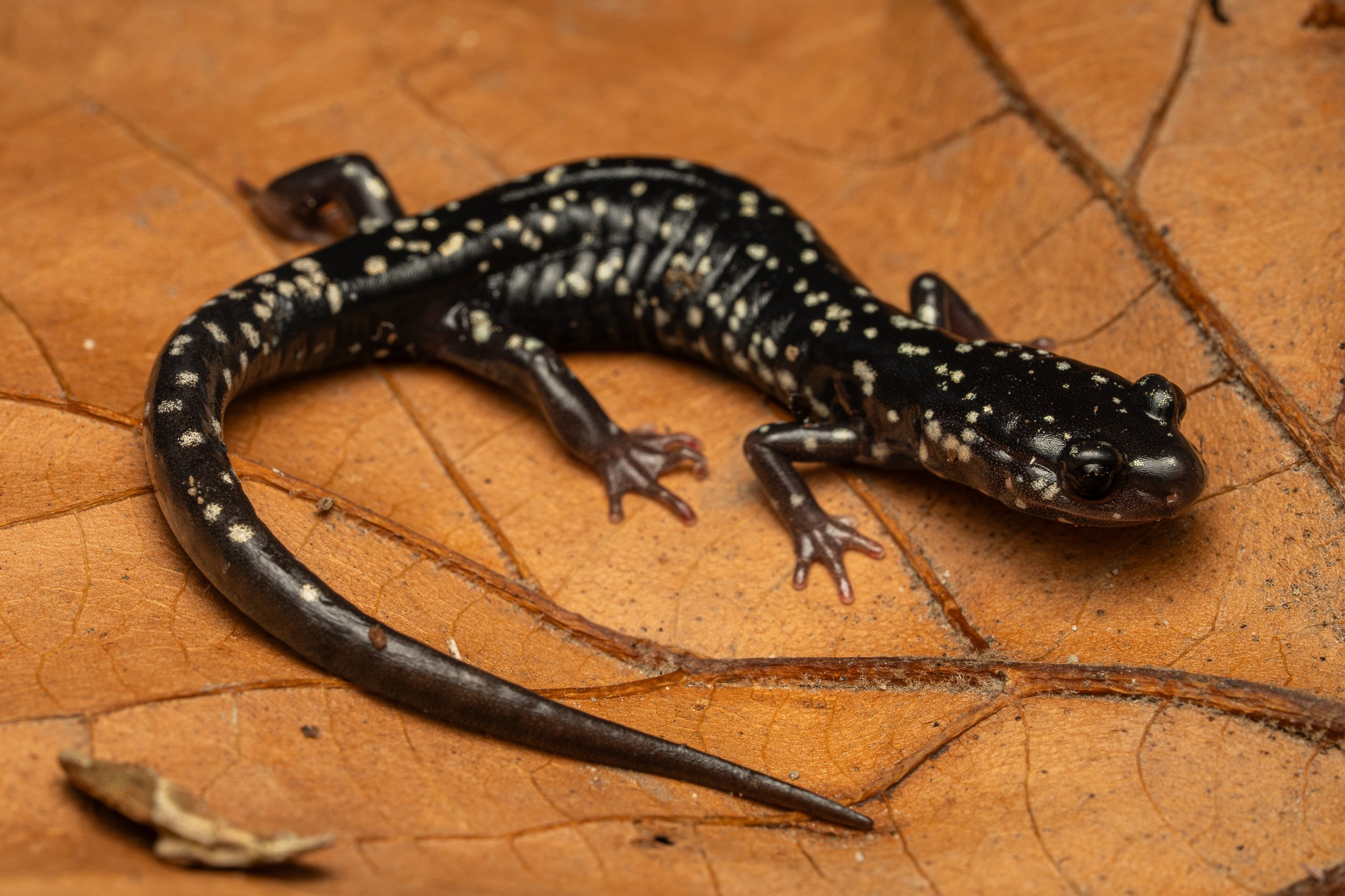 Northern Slimy Salamander
(Plethodon glutinosus, Plethodontidae)
Oakmont, Pennsylvania