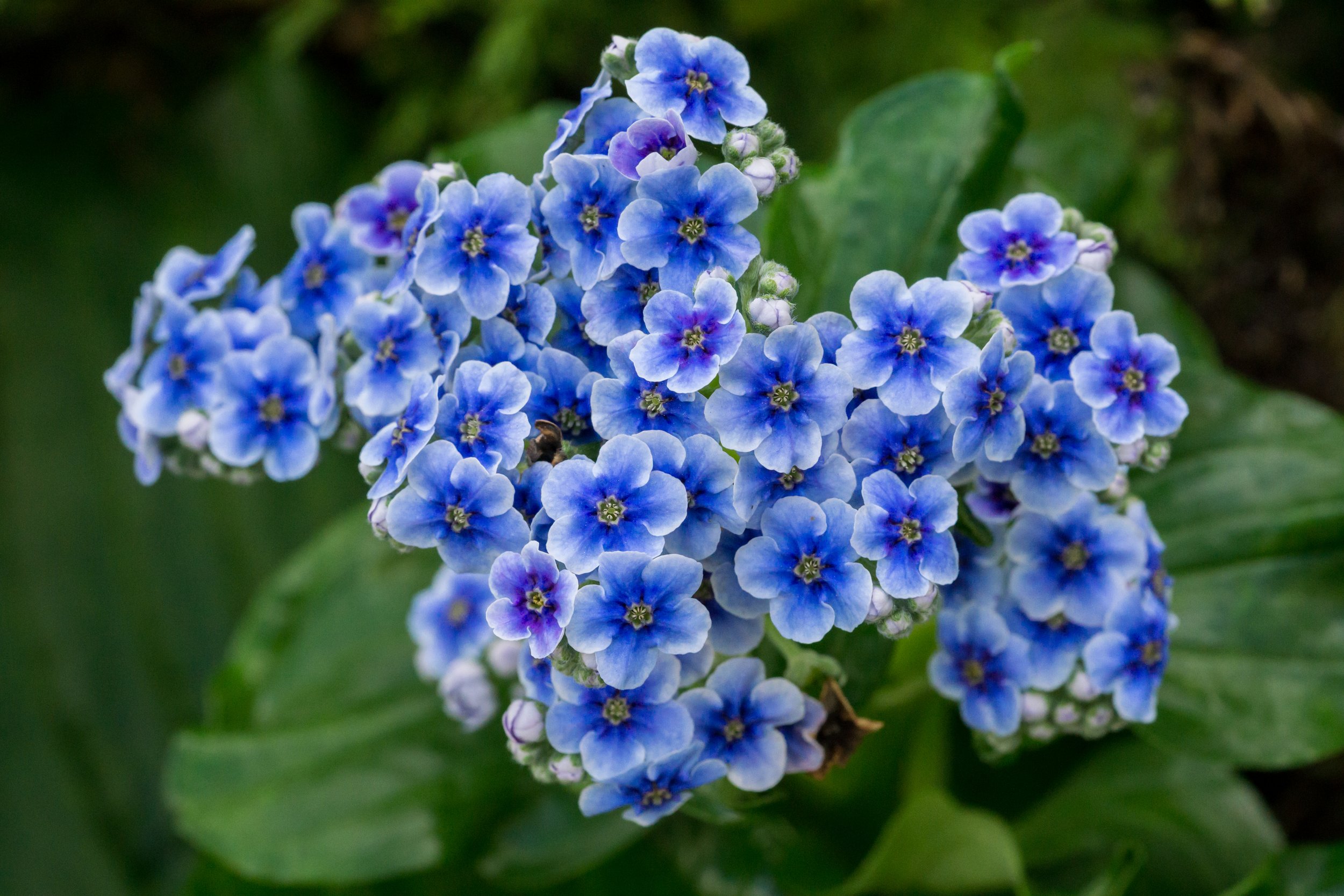 Kopakopa / Chatham Island Forget-me-not
(Myosotidium hortensia, Boraginaceae)
Garden, New Zealand