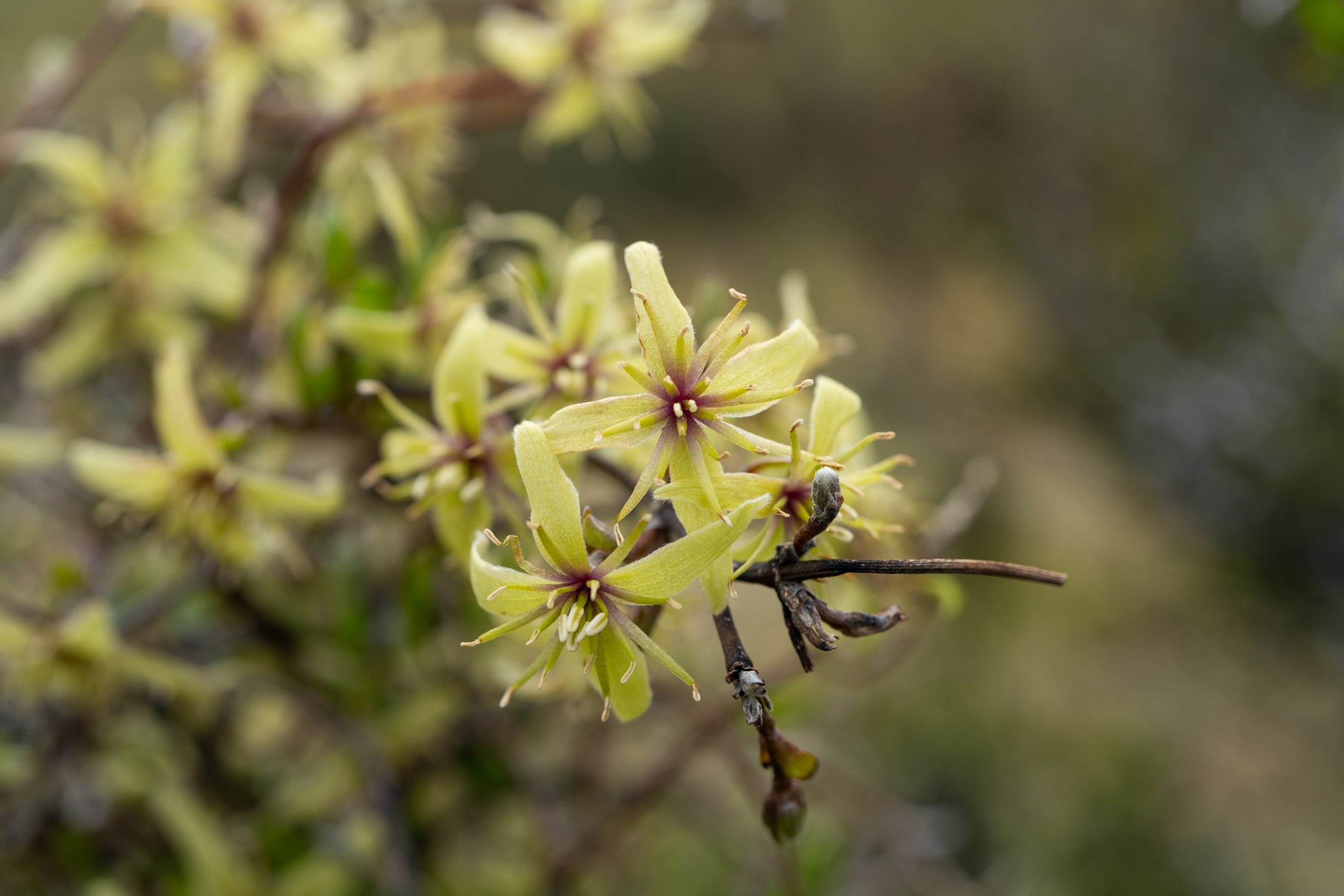 (Clematis marata, Ranunculaceae)
Red Hill, Canterbury, New Zealand