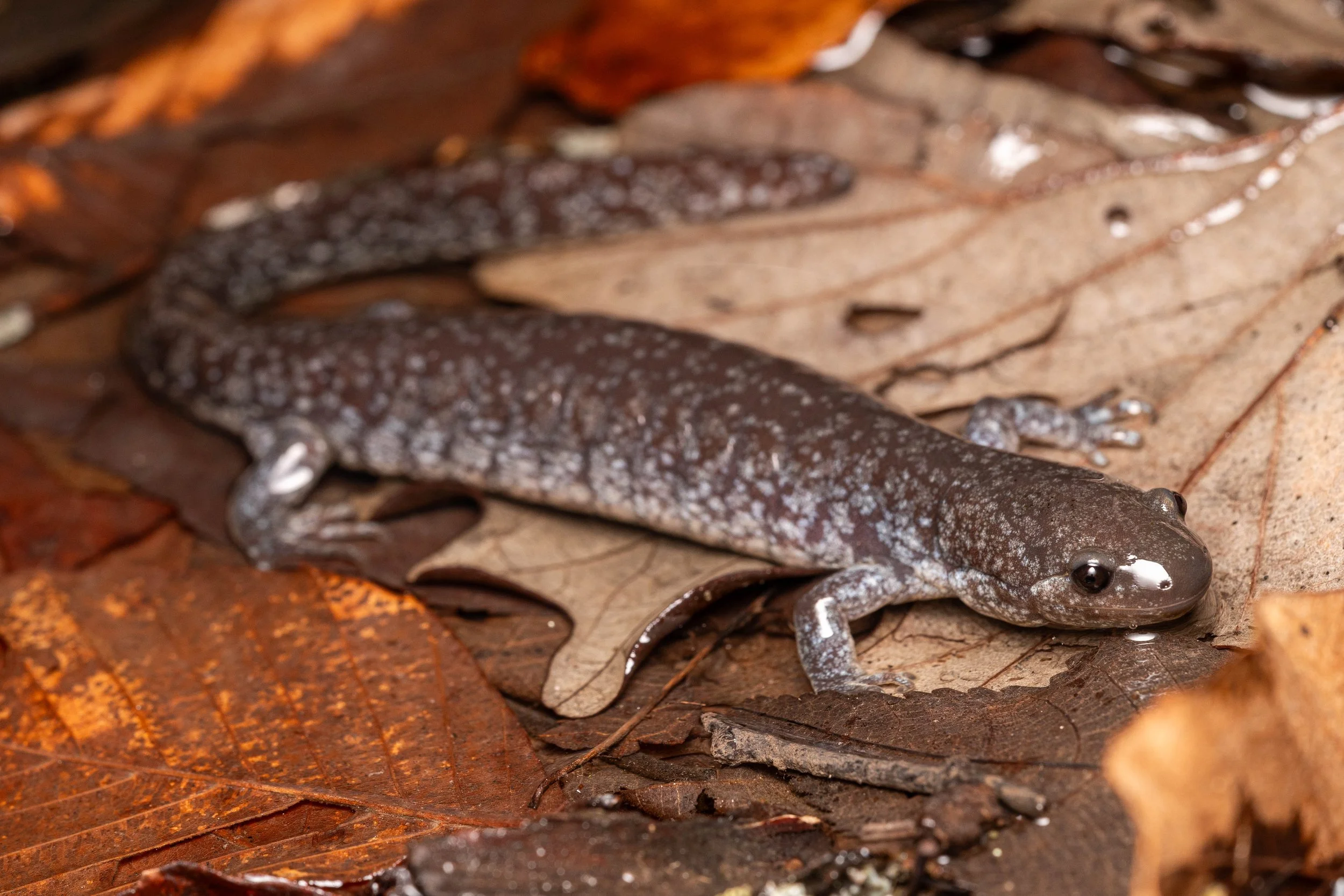 Unisexual Mole Salamander Complex
(Complex Ambystoma unisexual, Ambystomatidae)
Blanchard River Nature Preserve, Ohio