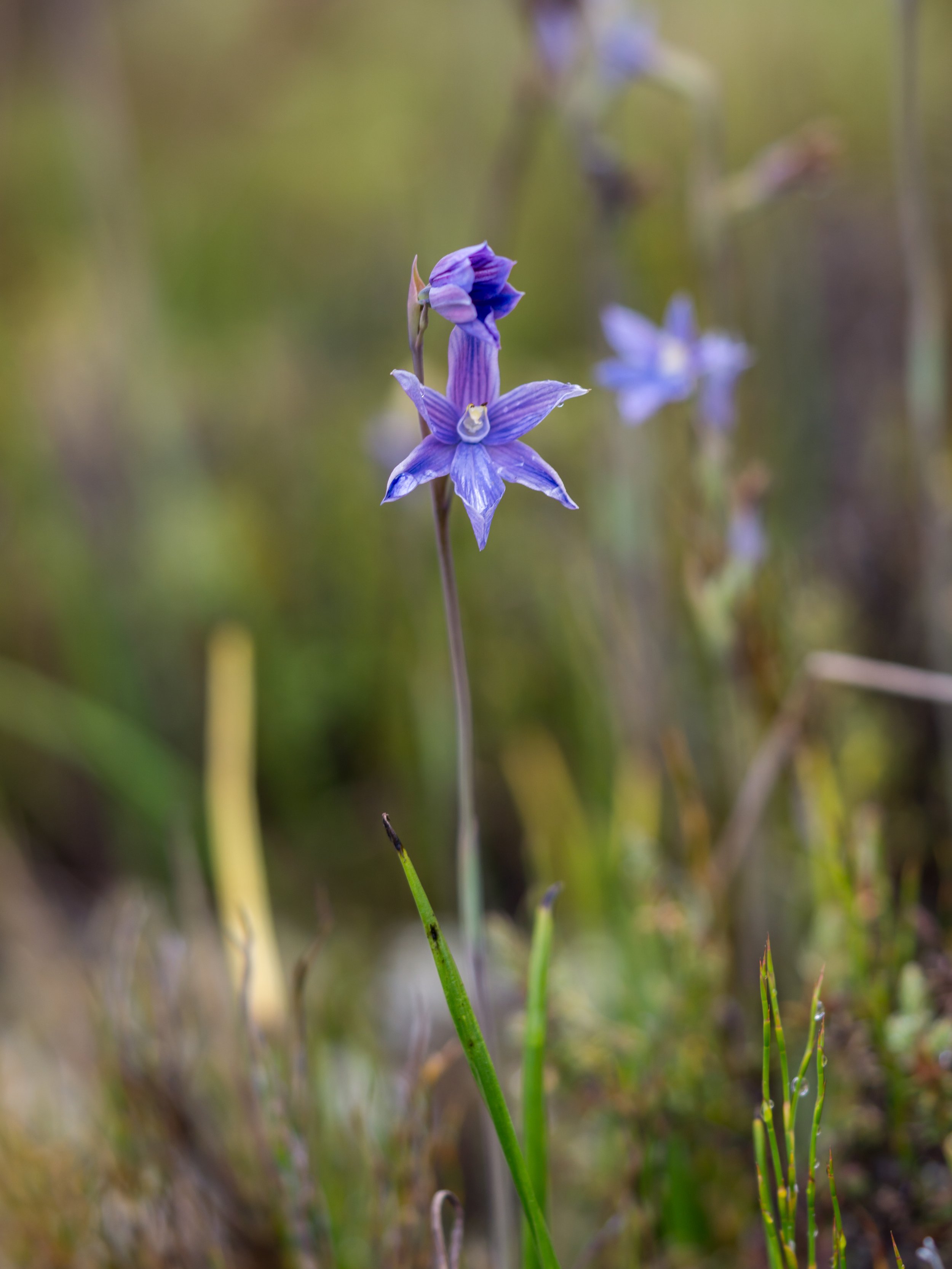 Swamp Sun Orchid
(Thelymitra cyanea, Orchidaceae)
Red Hills, Marlborough, New Zealand