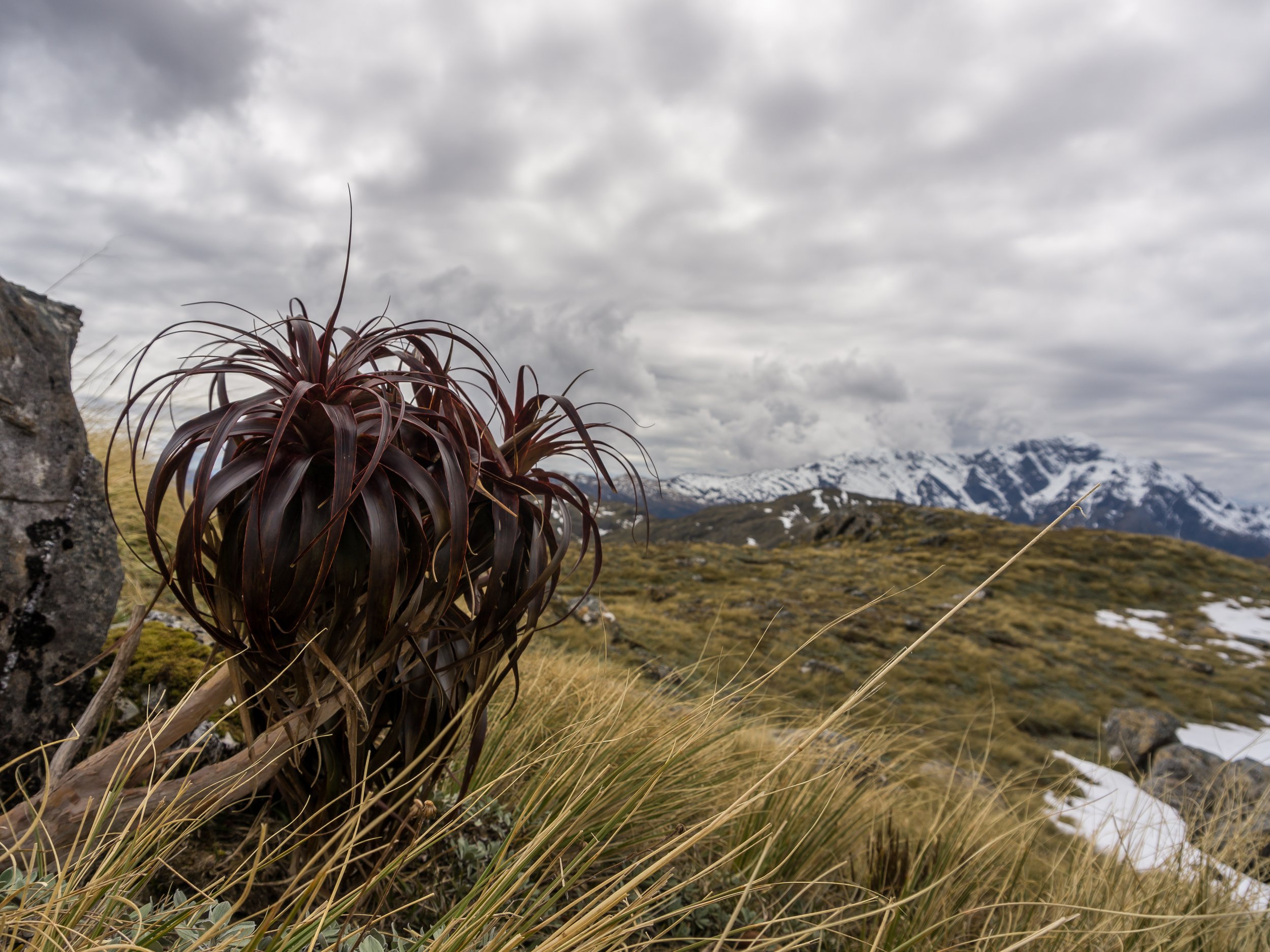 Mountain Neinei
(Dracophyllum traversii, Ericaceae)
Kelly Range, West Coast, New Zealand