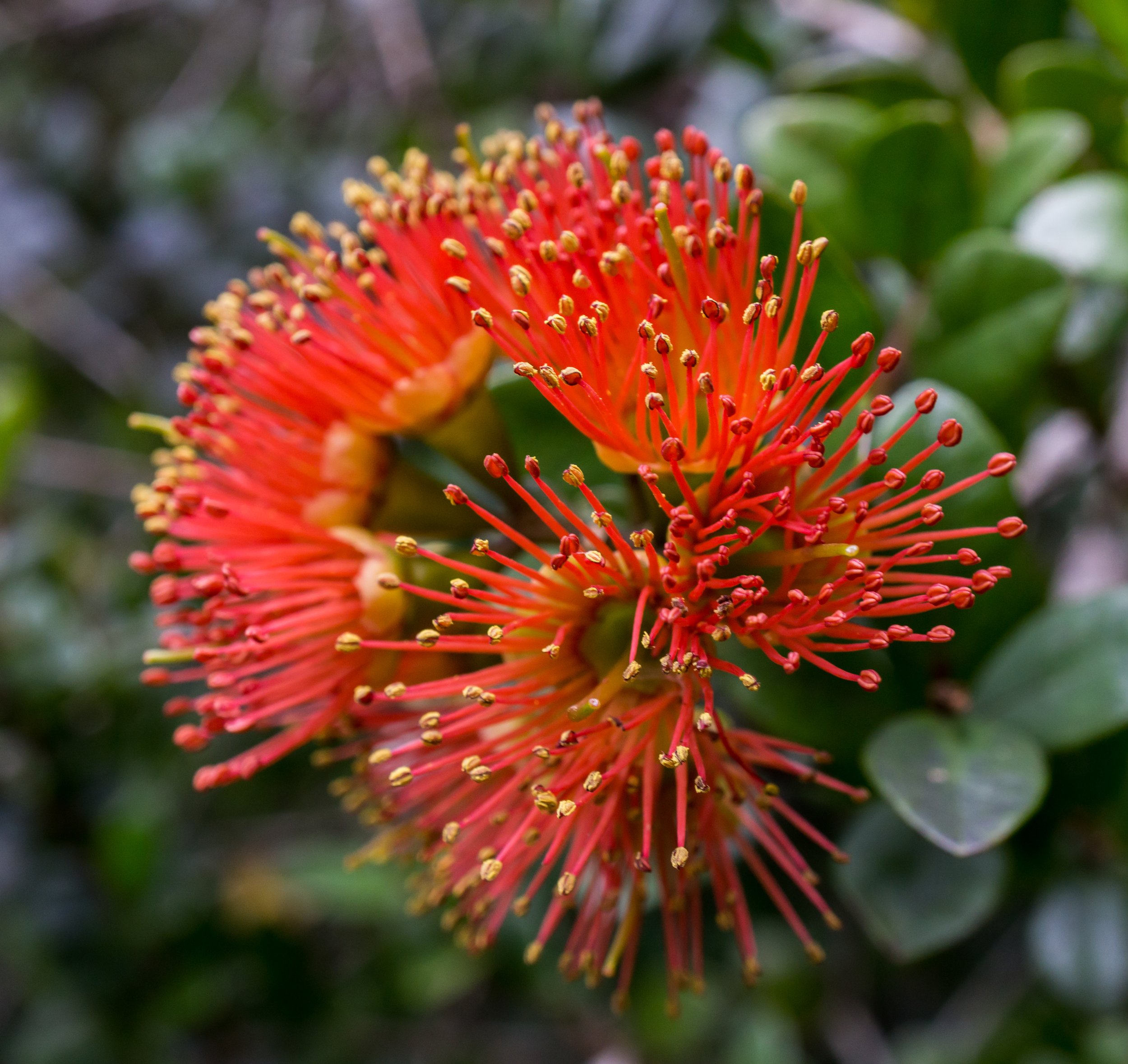 Southern Rātā
(Metrosideros umbellata, Myrtaceae)
Arahura River, West Coast, New Zealand