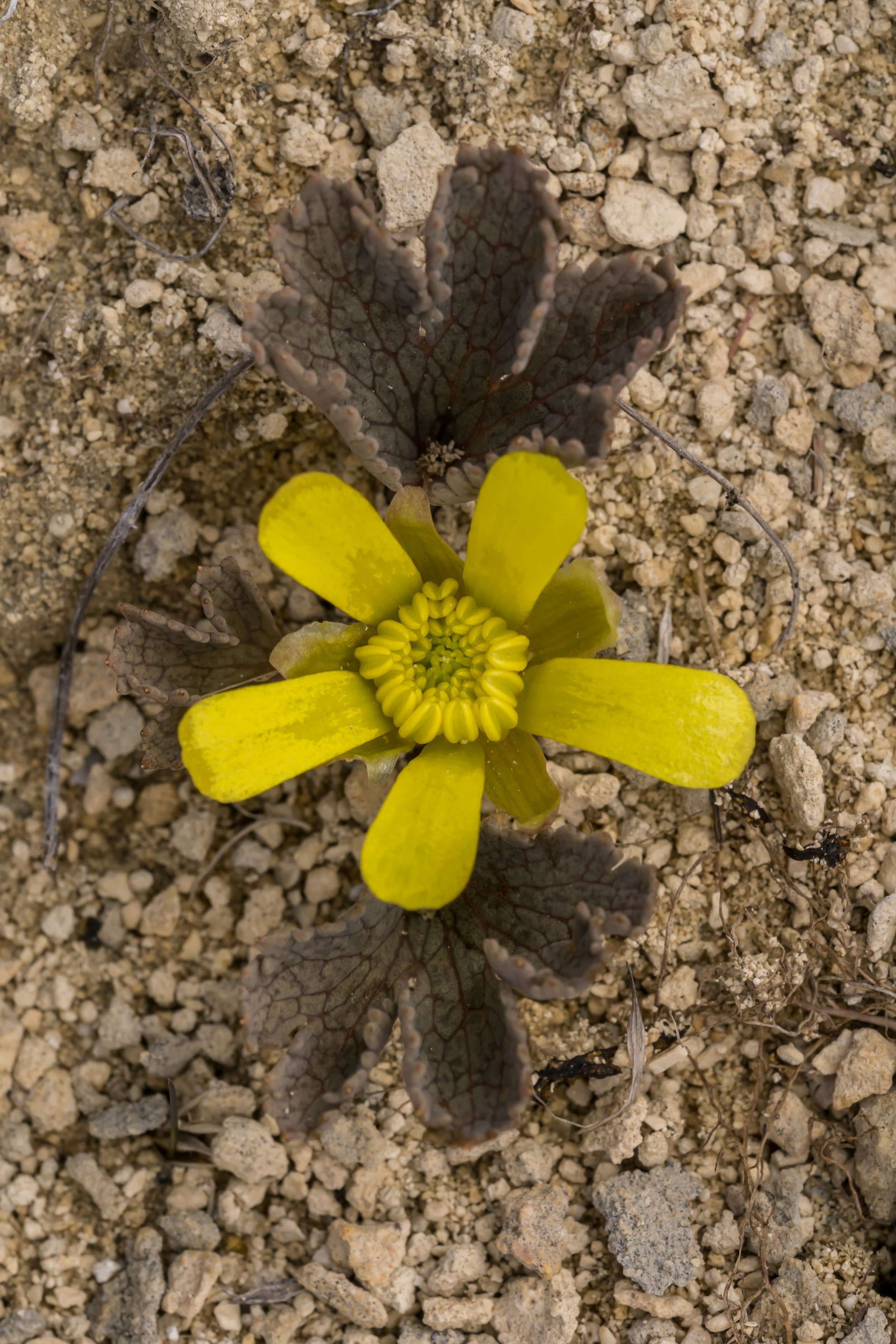 Castle Hill Buttercup
(Ranunculus paucifolius, Ranunculaceae)
Castle Hill, Canterbury, New Zealand