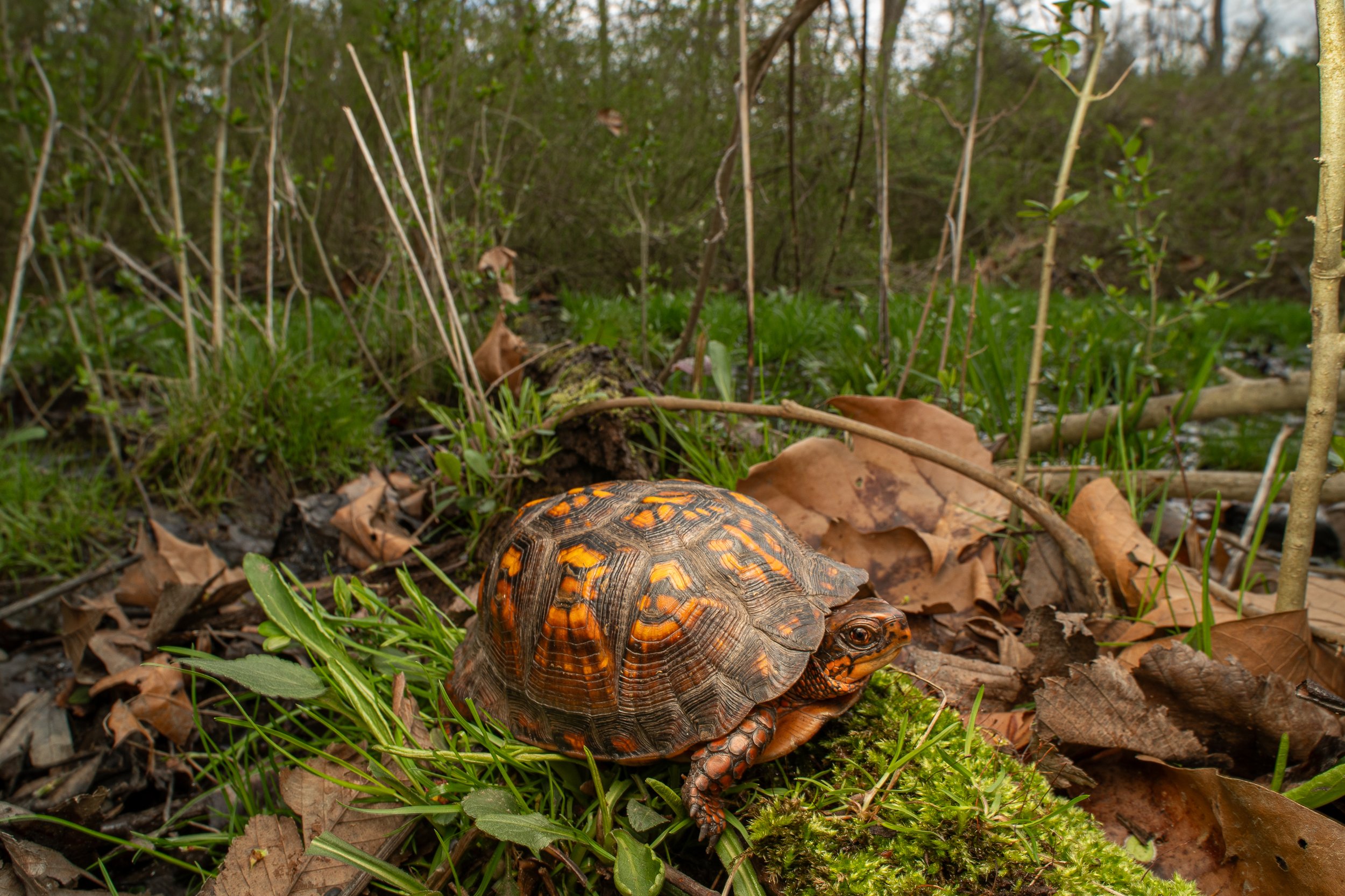 Eastern Box Turtle
(Terrapene carolina ssp. carolina, Emydidae)
Oakmont, Pennsylvania