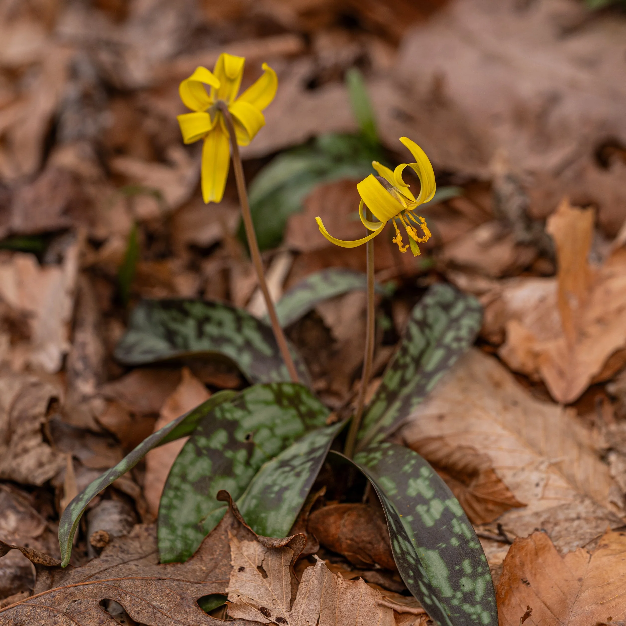 Yellow Trout Lily
(Erythronium americanum, Liliaceae)
Oakmont, Pennsylvania