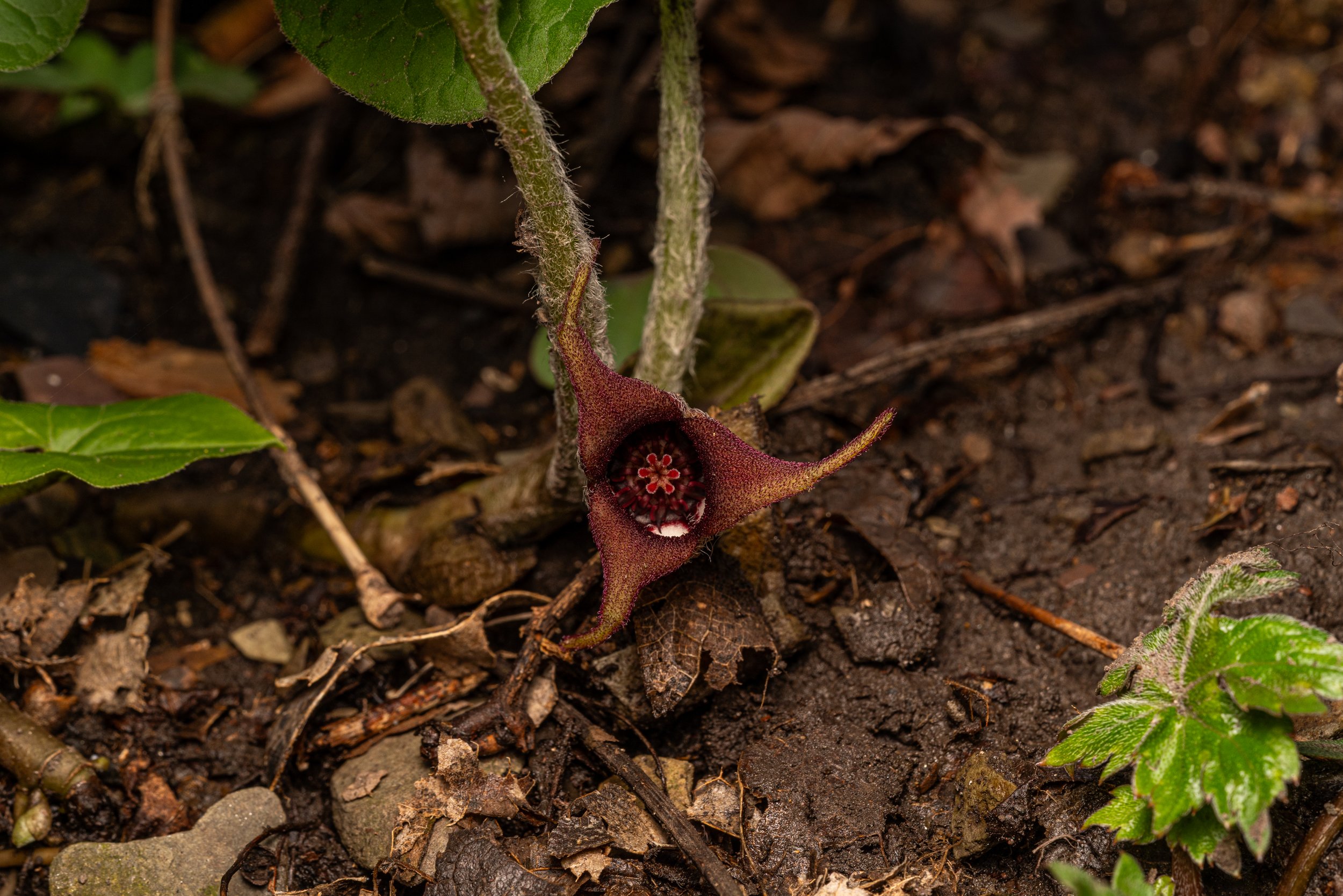 Canadian Wild Ginger
(Asarum canadense, Aristolochiaceae)
Oakmont, Pennsylvania