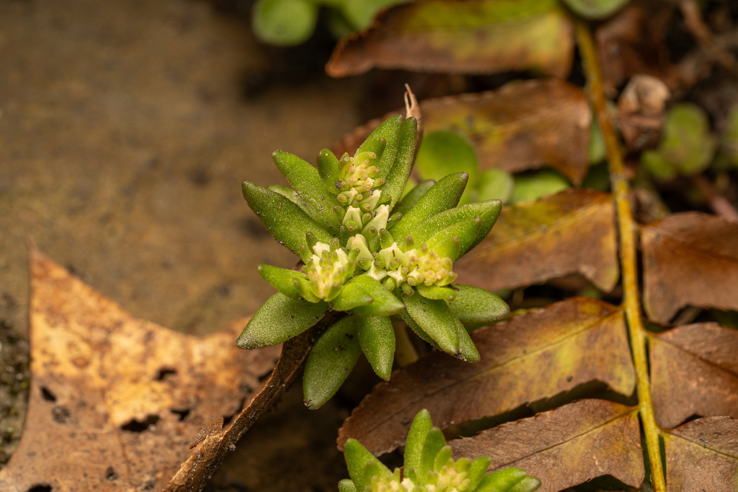 Woodland Stonecrop
(Sedum ternatum, Crassulaceae)
Oakmont, Pennsylvania