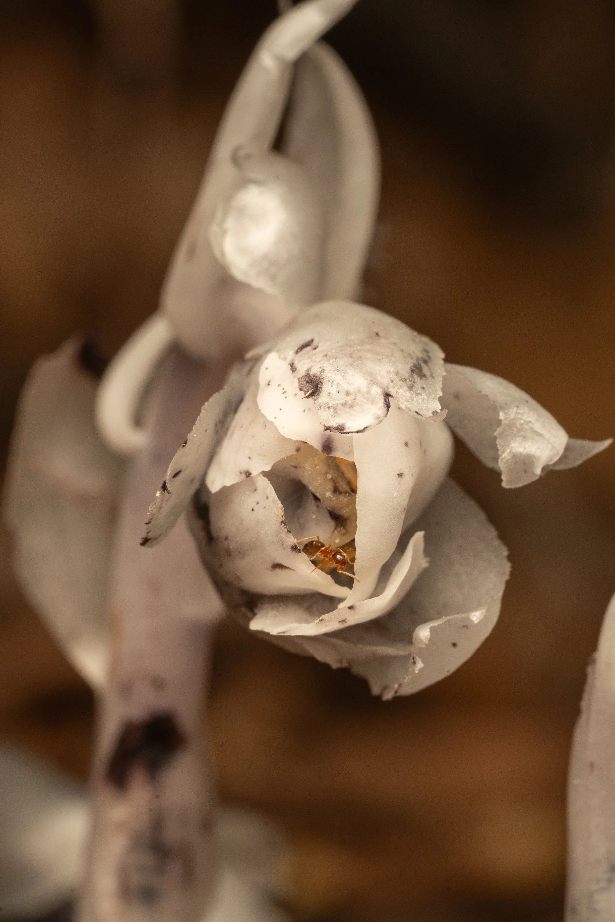 Ghost Pipe
(Monotropa uniflora, Ericaceae)
Oakmont, Pennsylvania