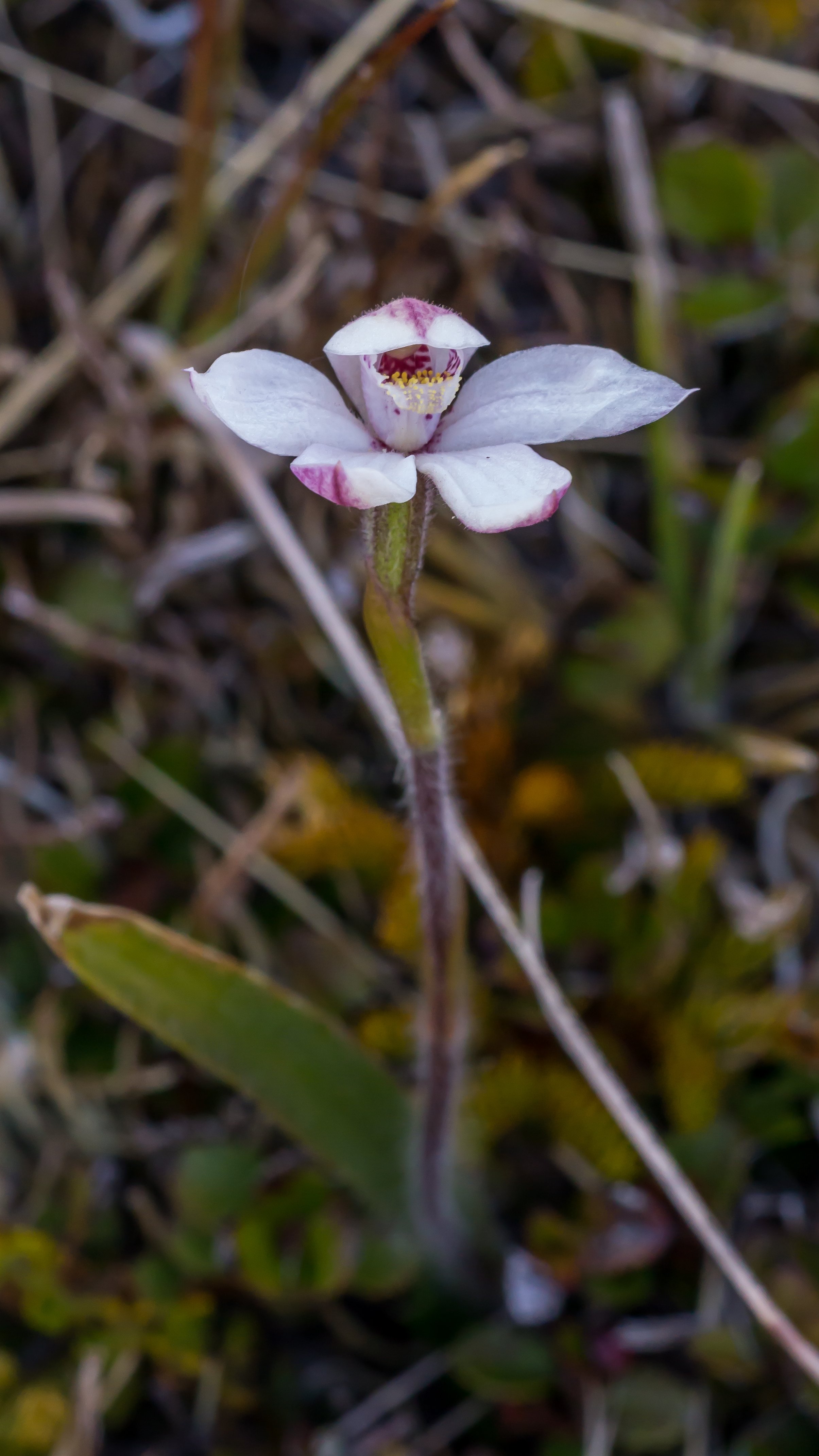 Mountain Caps Orchid
(Caladenia lyallii, Orchidaceae)
Black Range, Canterbury, New Zealand