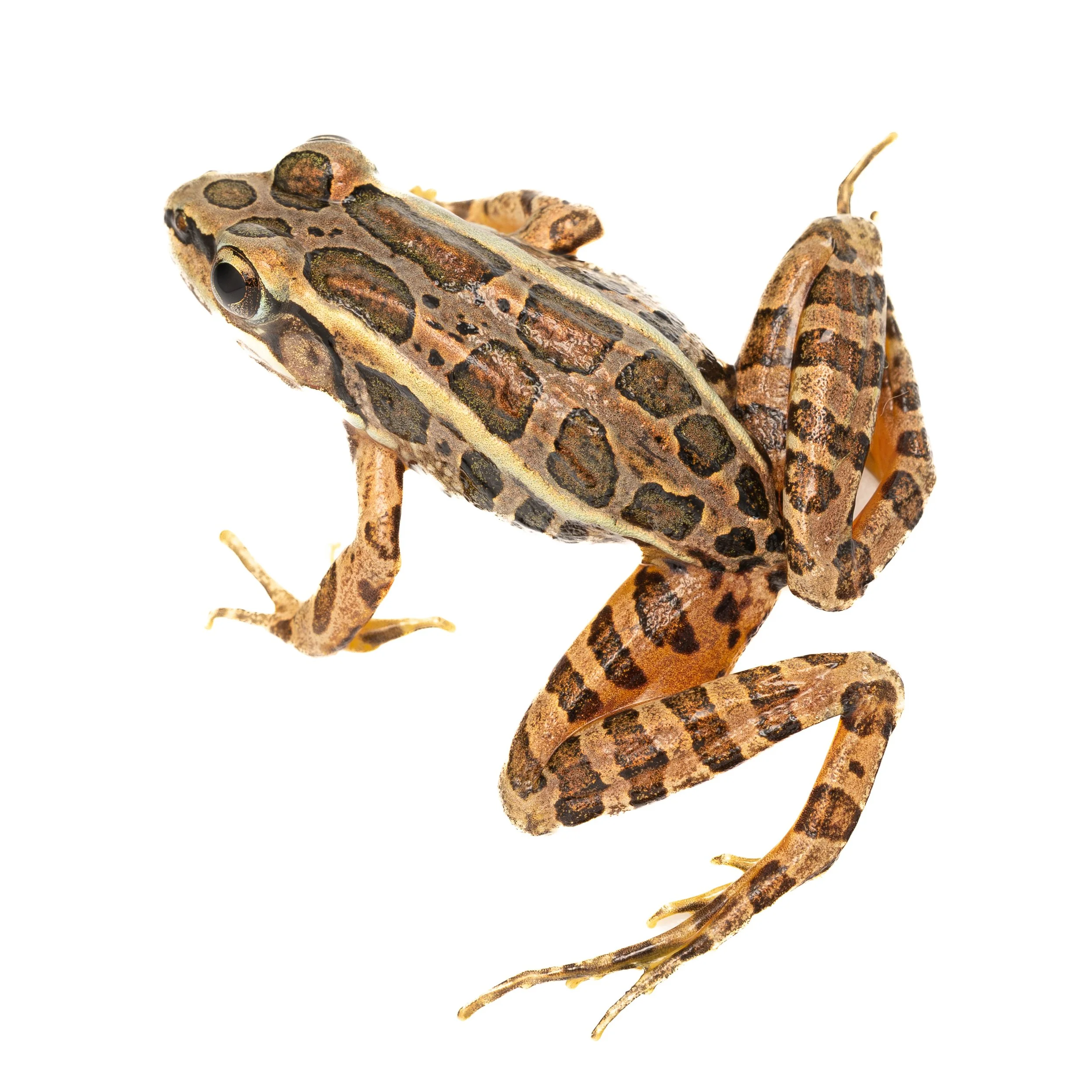 Pickerel Frog
(Lithobates palustris, Ranidae)
East Brady, Pennsylvania