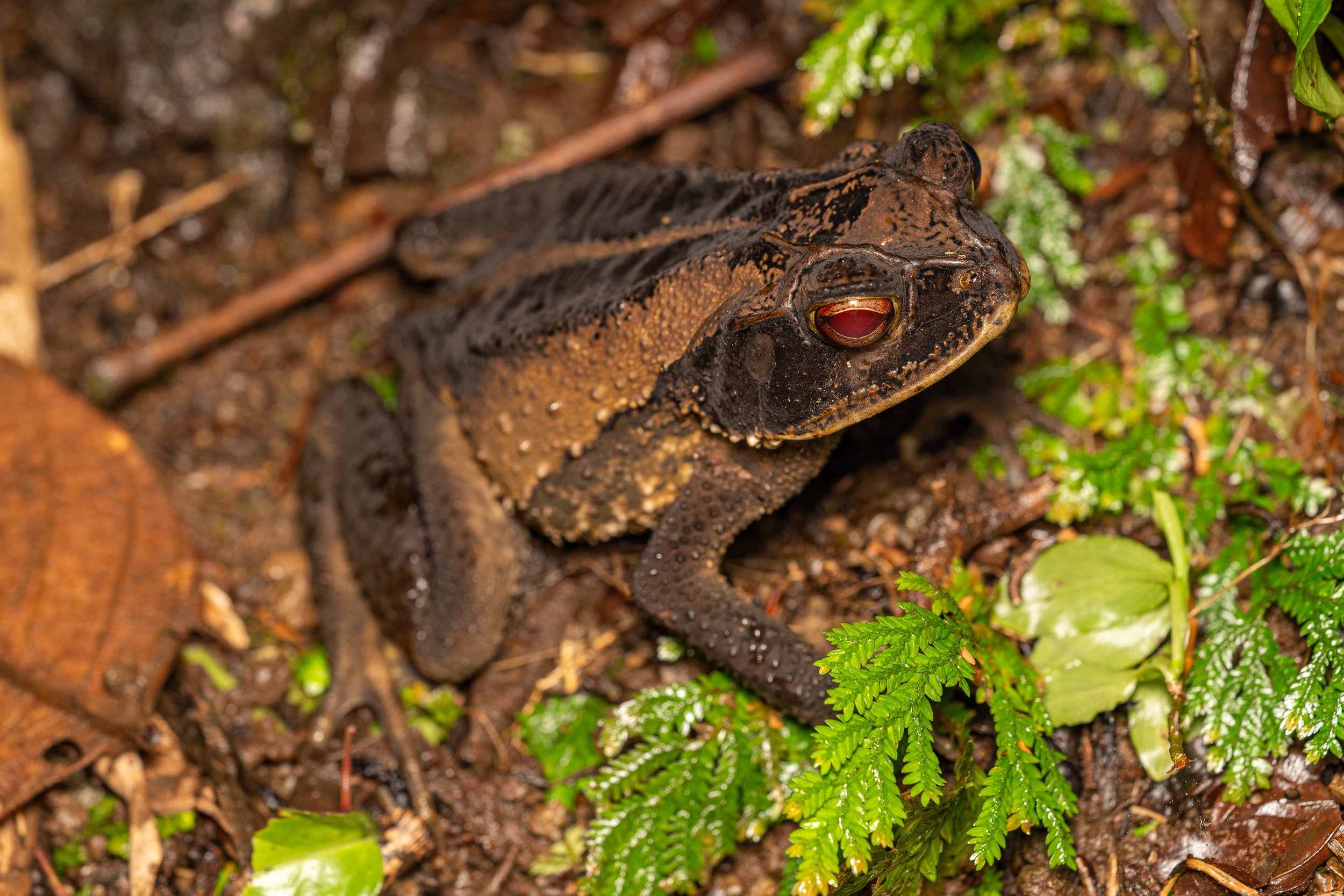 Central American Toads
(Incilius sp., Bufonidae)
Alajuela Province, Costa Rica
