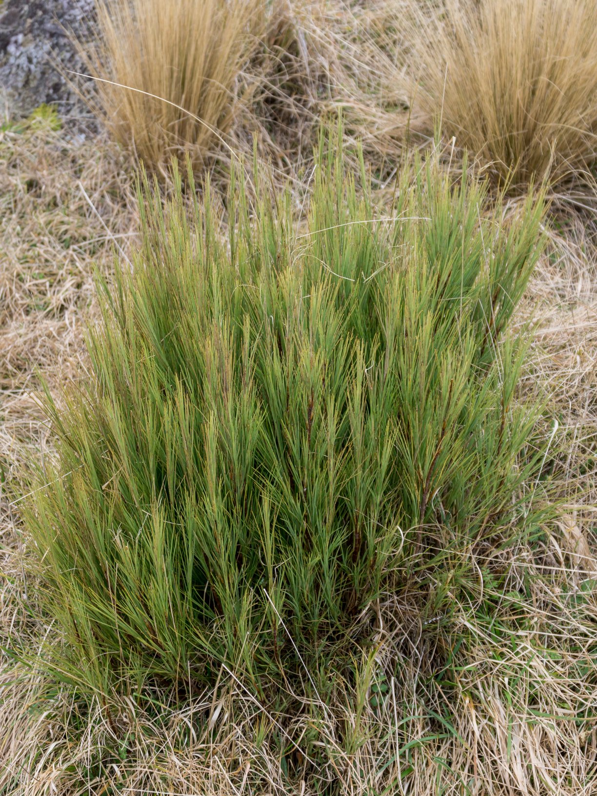 (Dracophyllum acerosum, Ericaceae)
Banks Peninsula, Canterbury, New Zealand