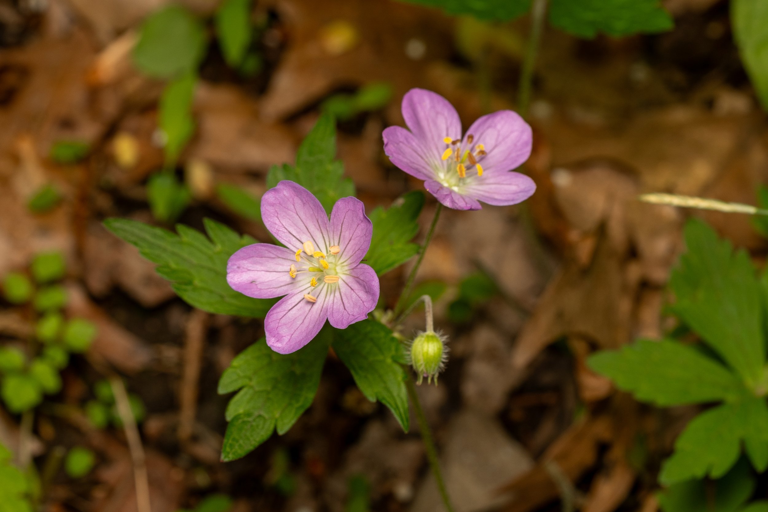 Wild Geranium
(Geranium maculatum, Geraniaceae)
Oakmont, Pennsylvania