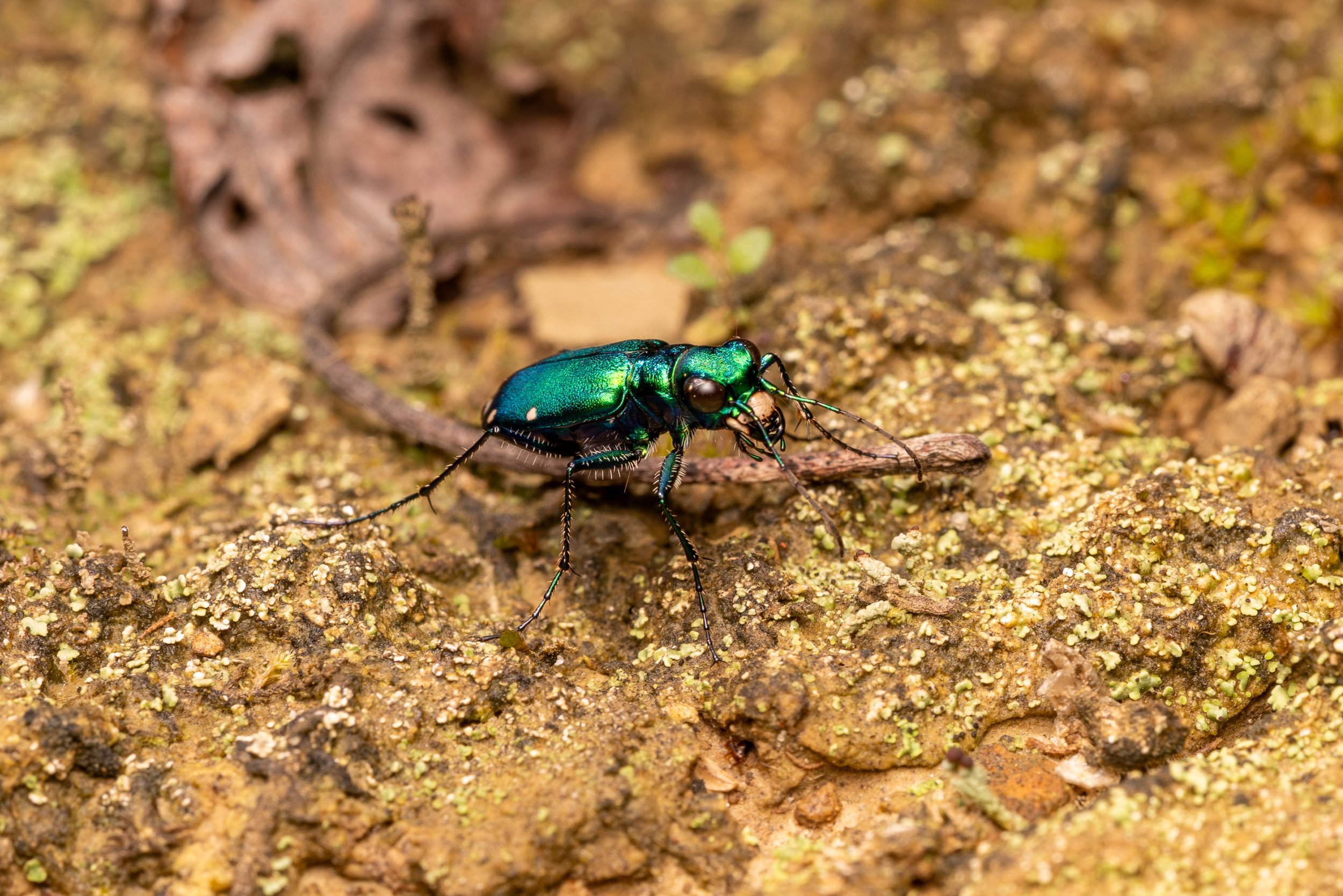 Six-spotted Tiger Beetle
(Cicindela sexguttata, Cicindelidae)
Oakmont, Pennsylvania