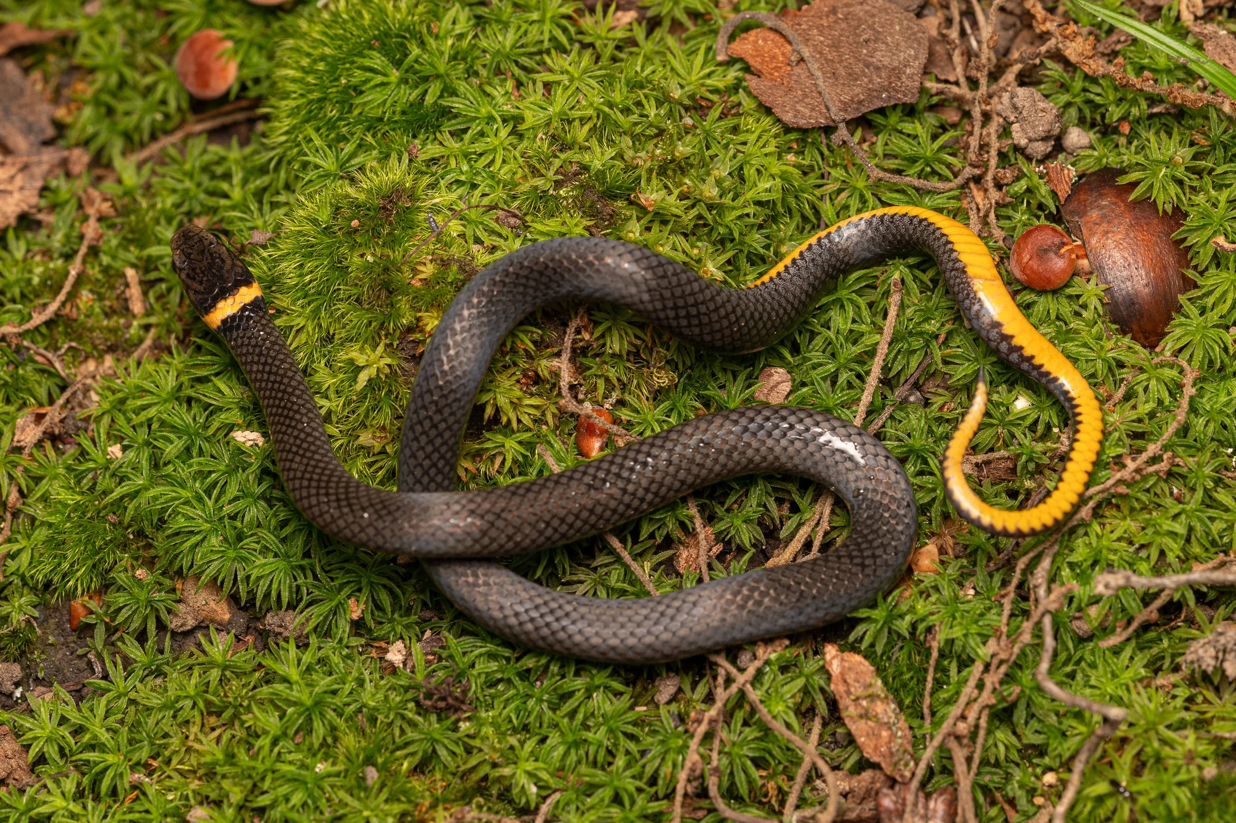 Ring-necked Snake
(Diadophis punctatus, Colubridae)
Oakmont, Pennsylvania
