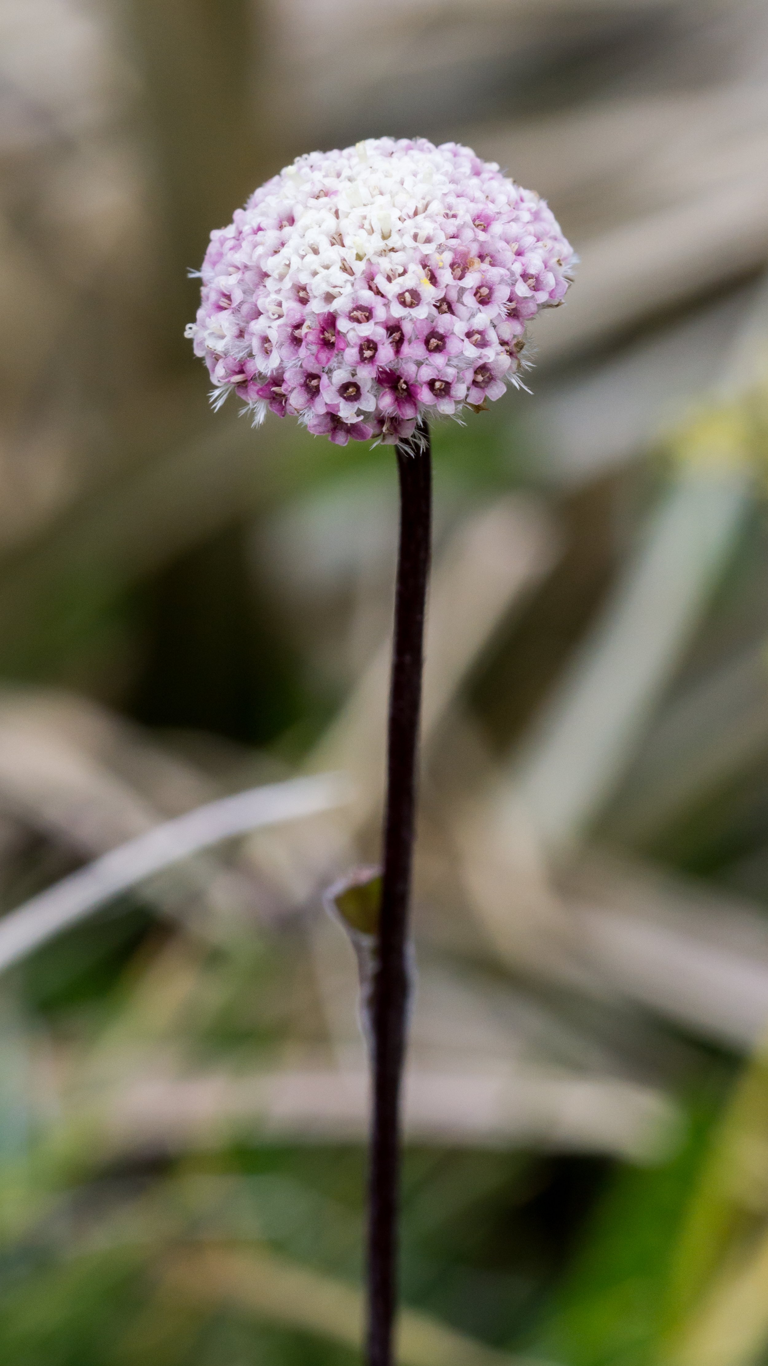 (Craspedia uniflora, Asteraceae)
Lewis Pass, Canterbury, New Zealand