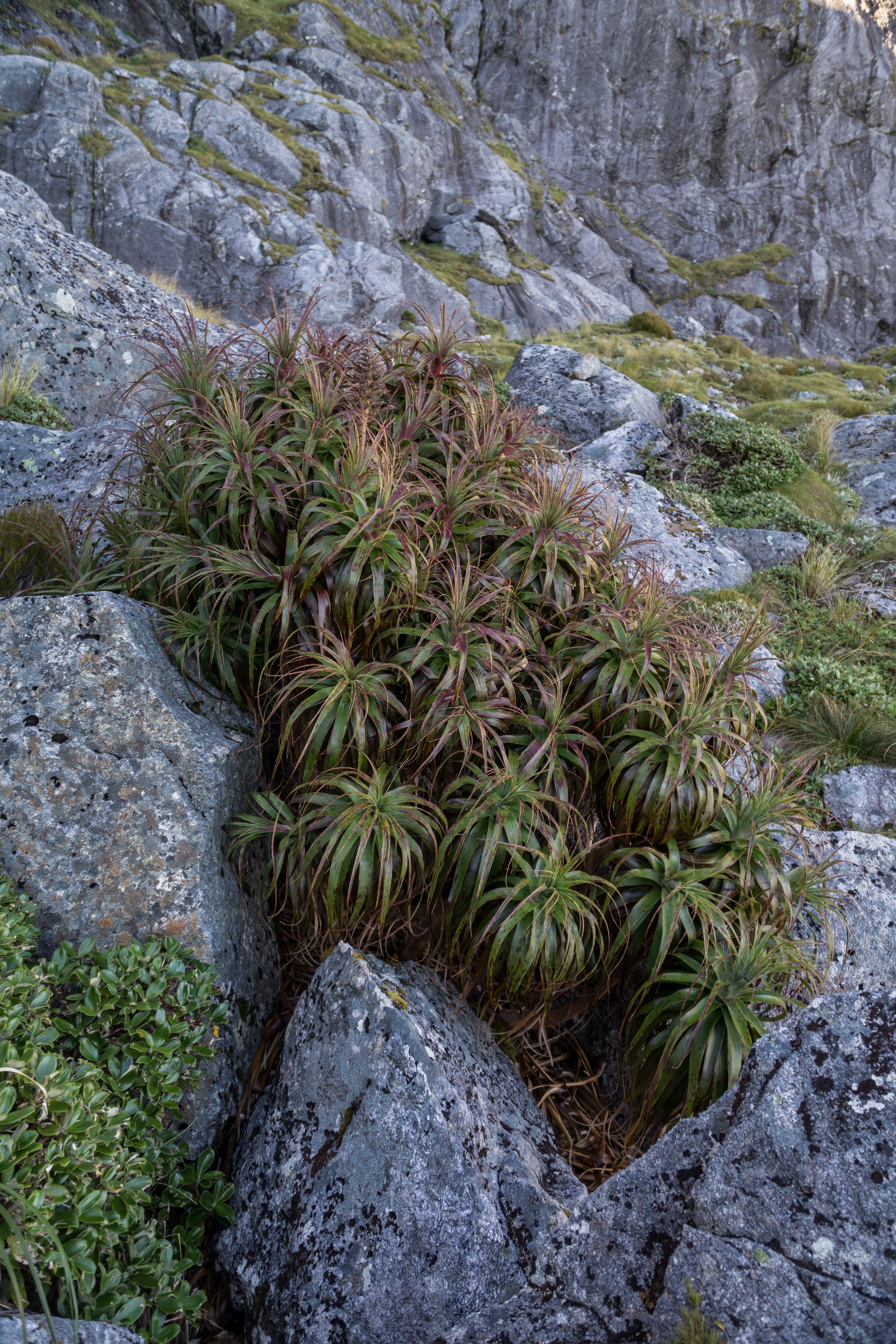 Mountain Neinei
(Dracophyllum traversii, Ericaceae)
Mt Faraday, West Coast, New Zealand