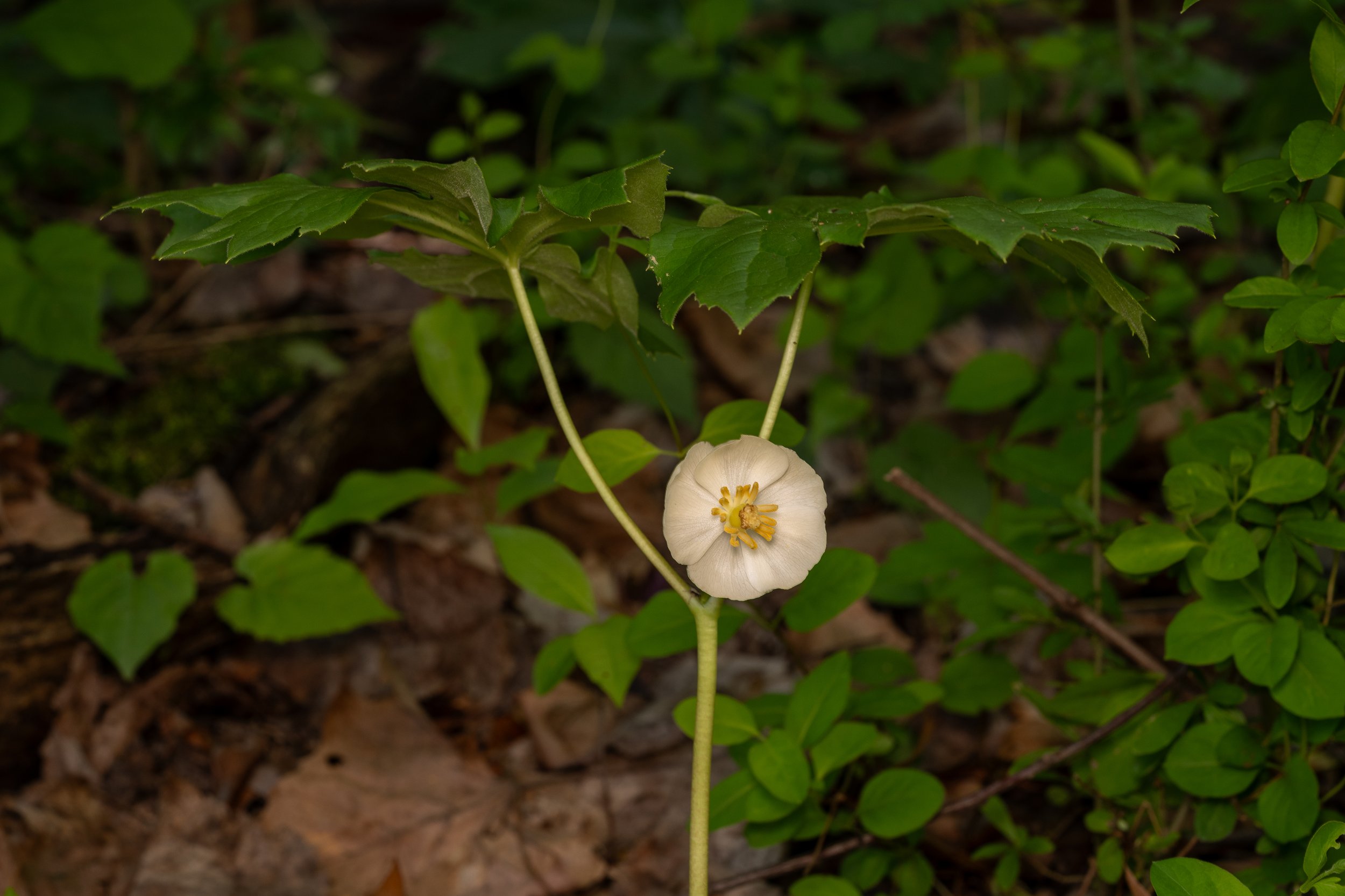 Mayapple
(Podophyllum peltatum, Berberidaceae)
Oakmont, Pennsylvania