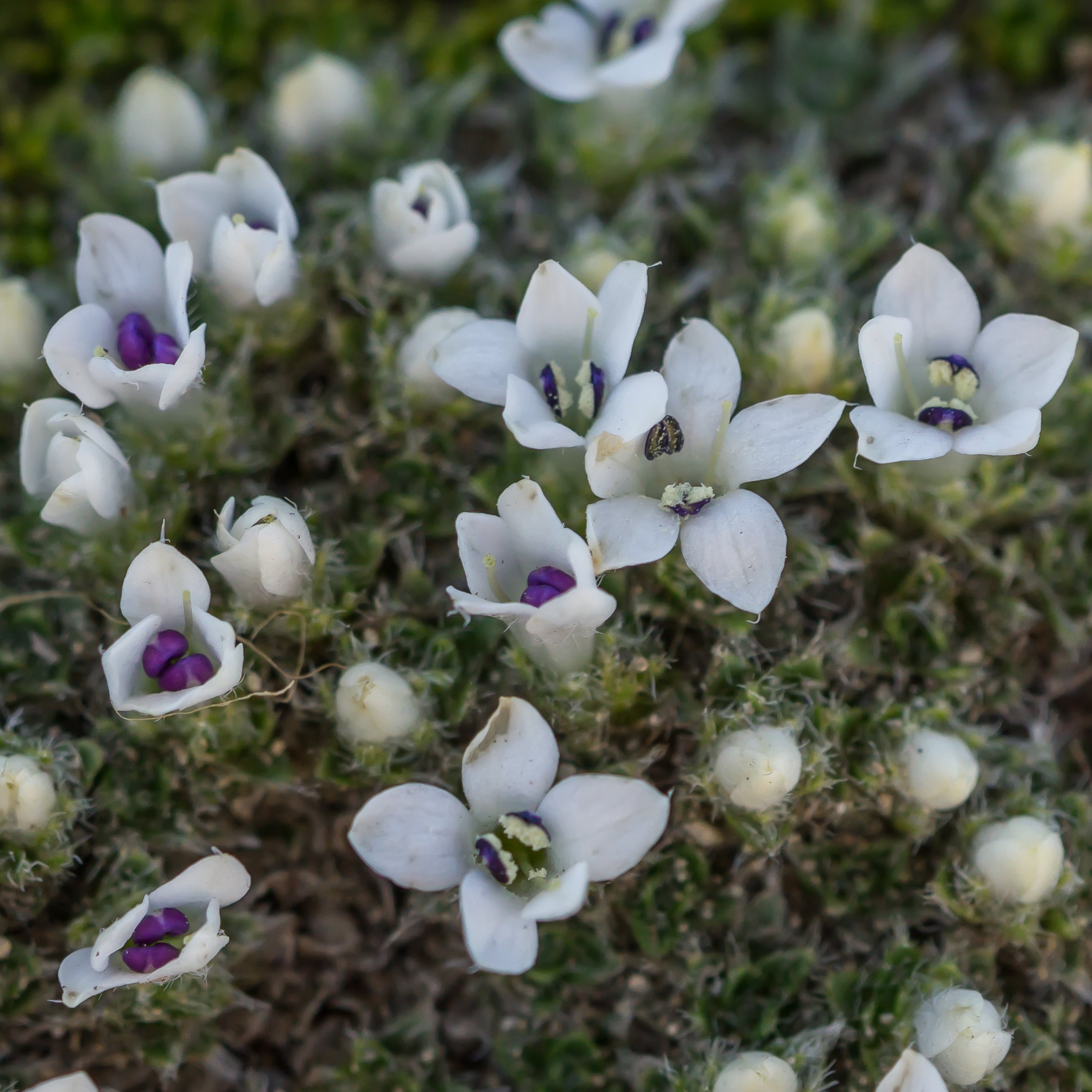 (Veronica pulvinaris, Plantaginaceae)
Mt Hutt, Canterbury, New Zealand