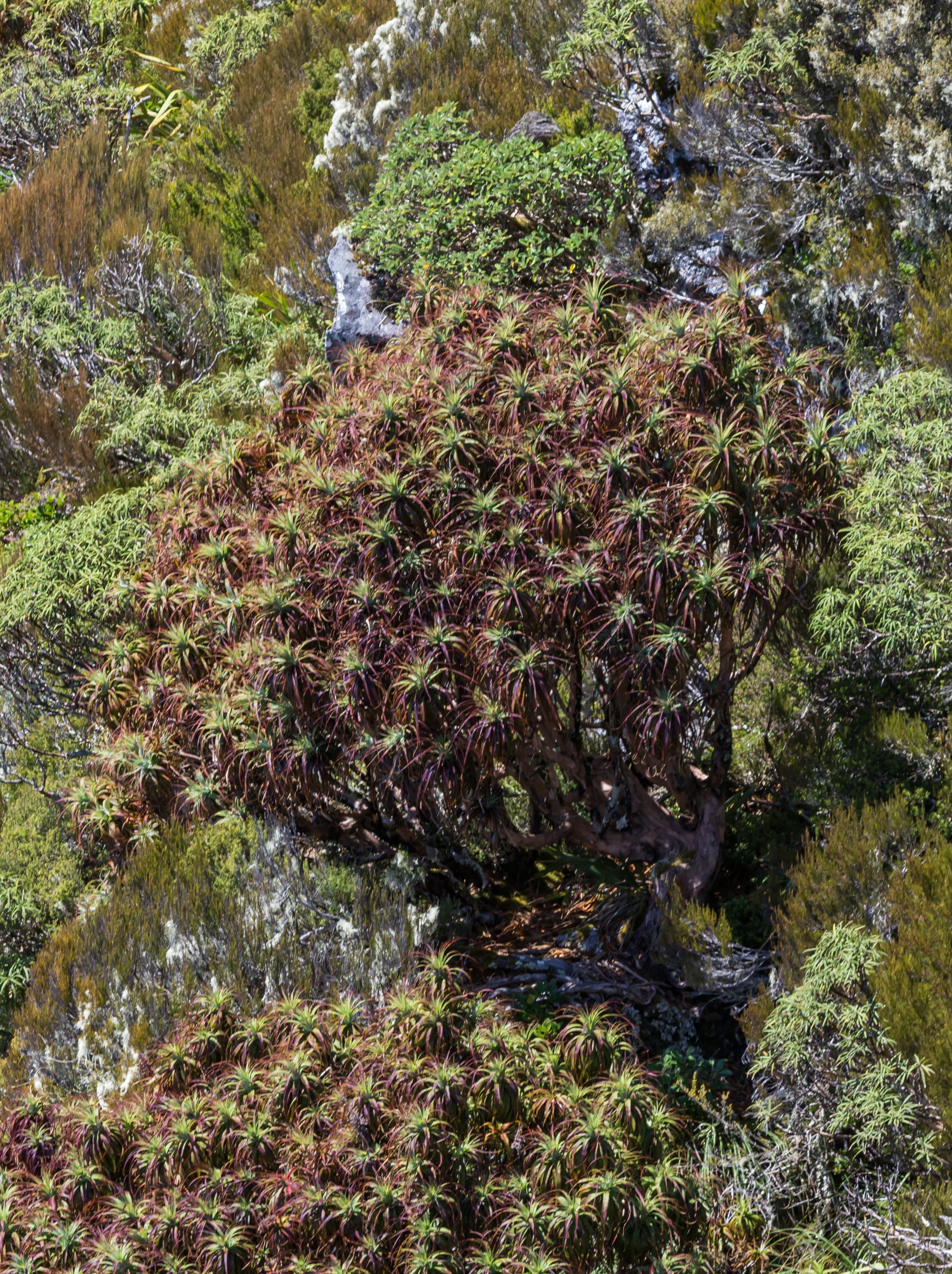 Mountain Neinei
(Dracophyllum traversii, Ericaceae)
Mt Elliot, West Coast, New Zealand