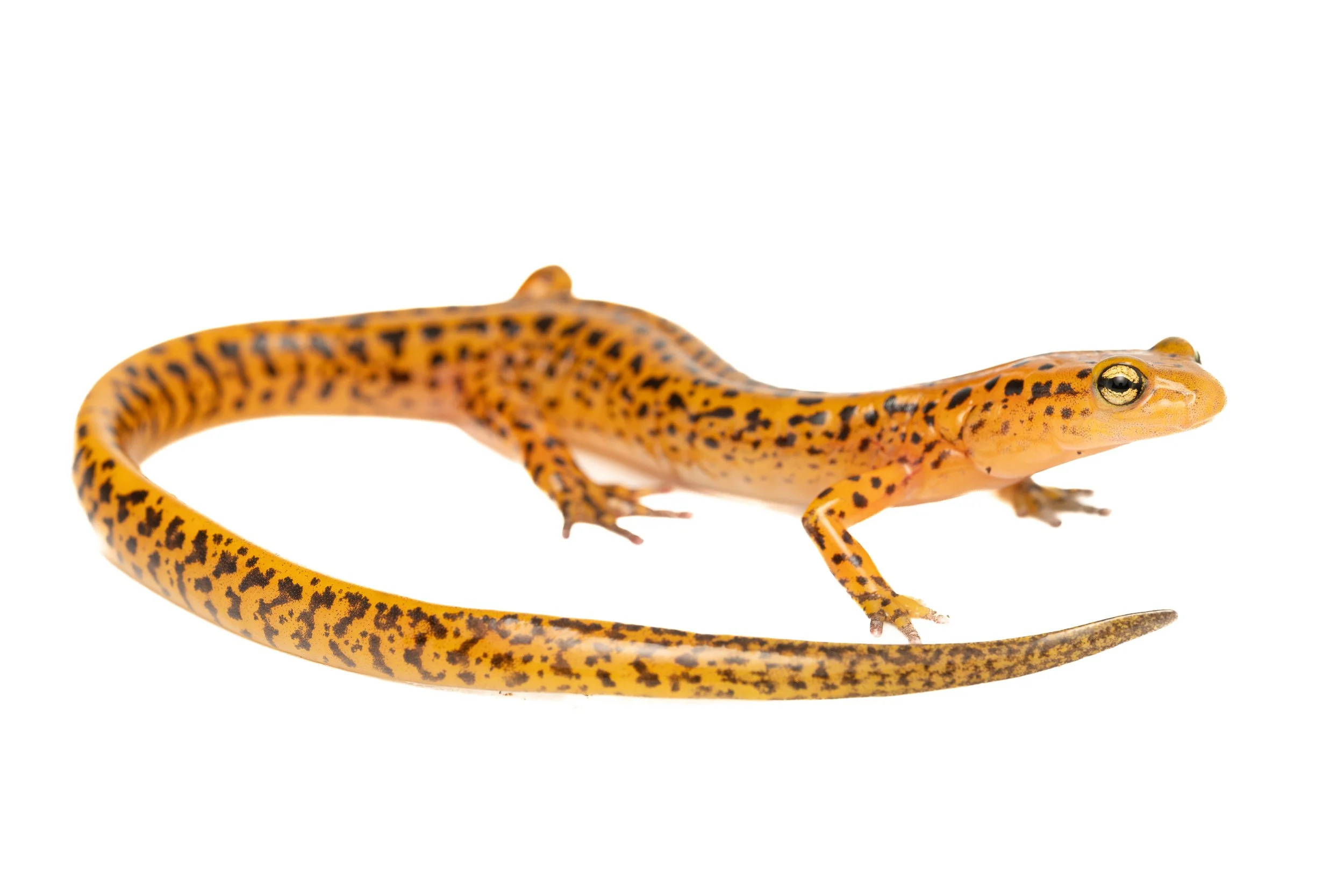 Long-tailed Salamander (Eurycea longicauda, Plethodontidae) Oakmont, Pennsylvania