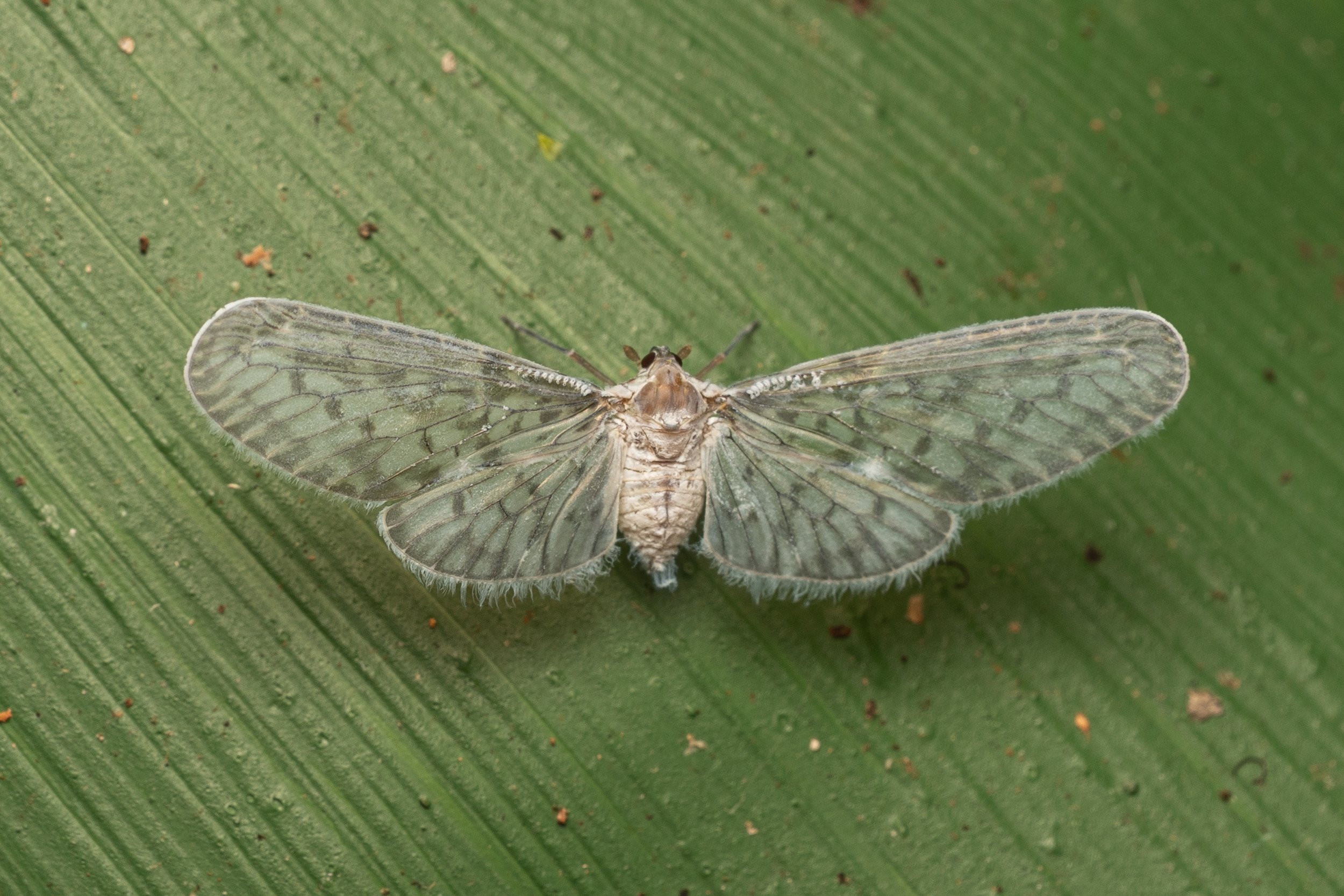 Derbid Planthoppers
(Mysidia sp., Derbidae)
Alajuela Province, Costa Rica