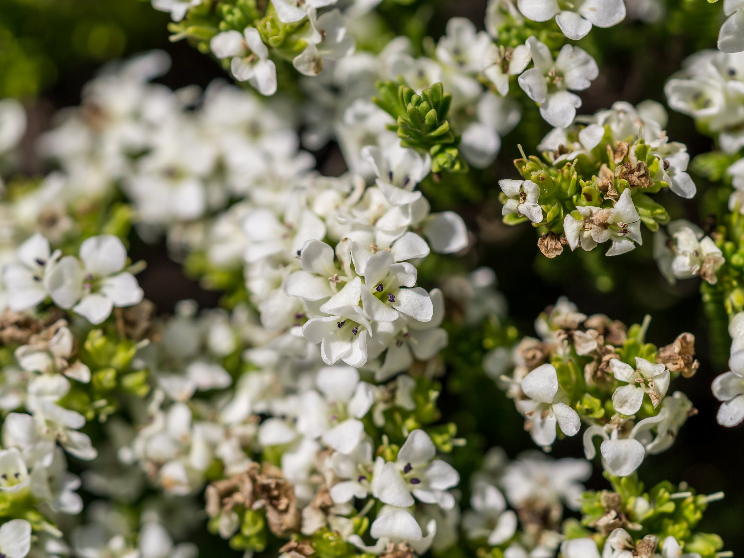 (Veronica hookeri, Plantaginaceae)
Black Range, Canterbury, New Zealand